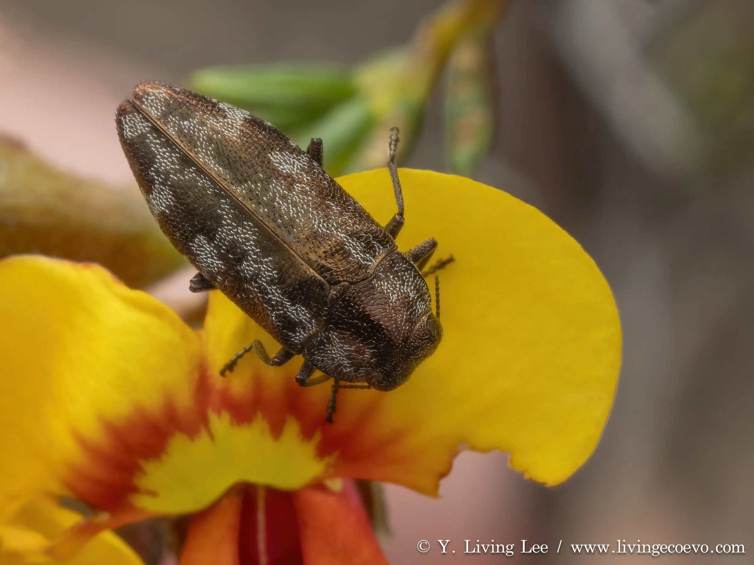 Buprestidae (Diphucrania acuducta) @ ACT, Black mountain, E slope, on small Dillwynia bush