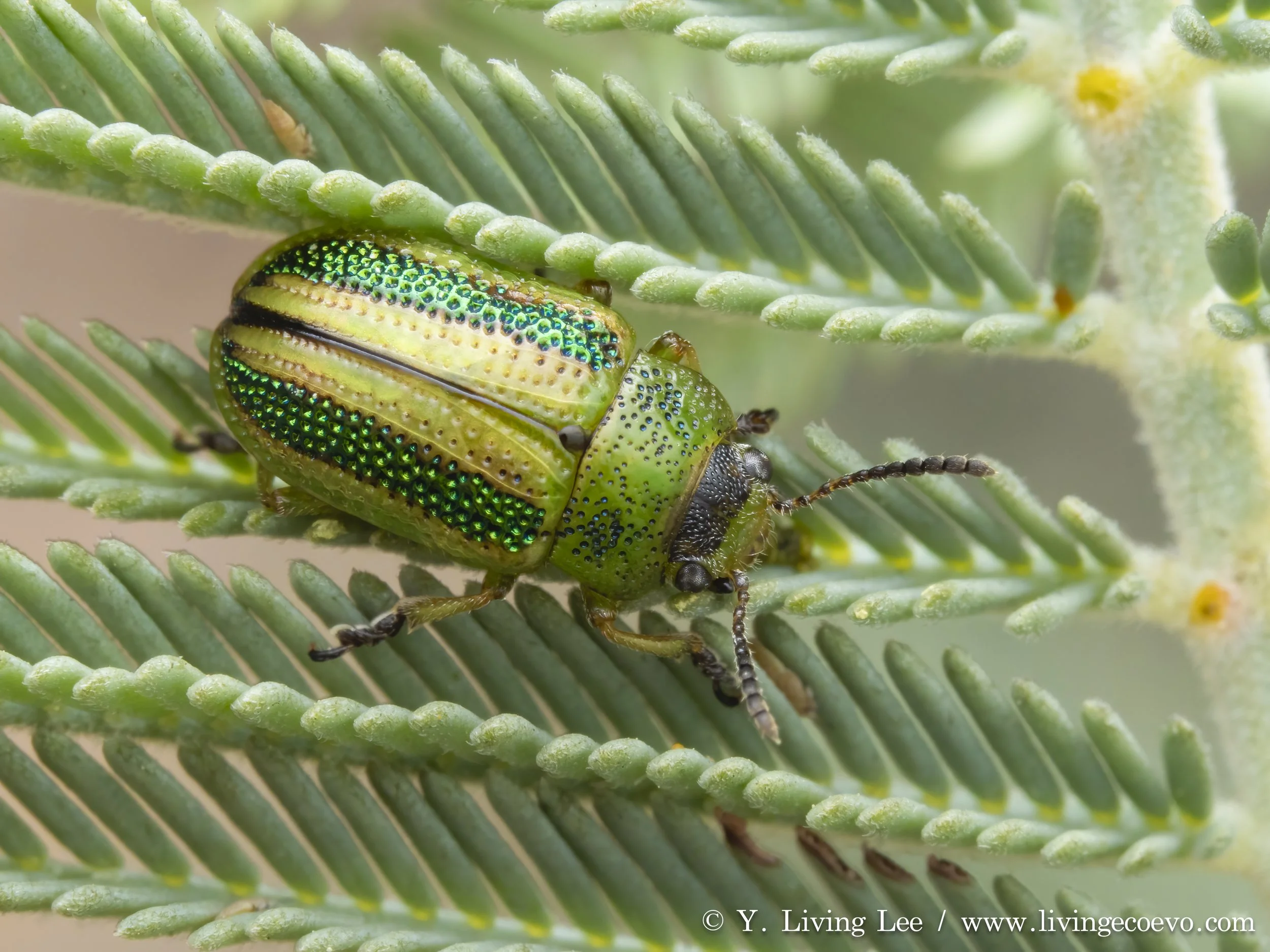 Chrysomelidae (Calomela sp.) @ ACT, Aranda bushland