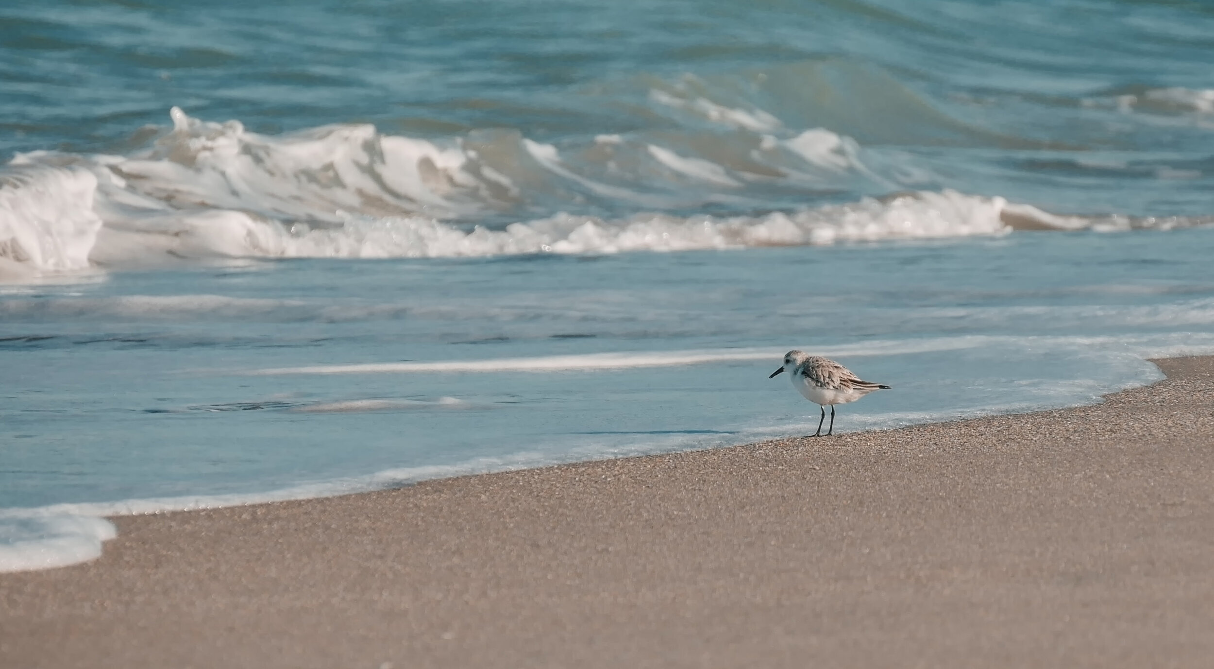 What This Baby Sandpiper Can Teach Us About Leadership