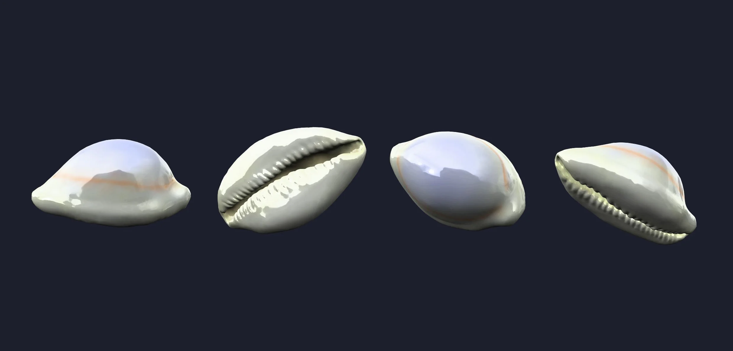 Shells.Cowrie.jpg