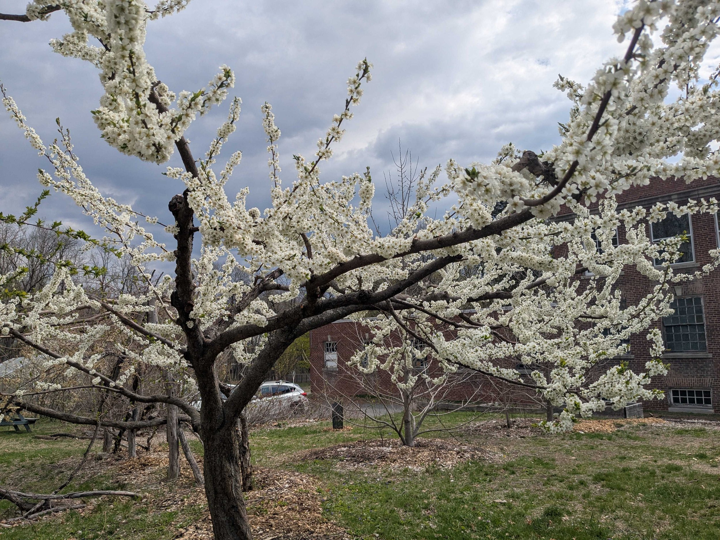 Blessing of the Trees