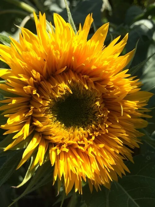 Abundance Farm Flowers 2.jfif