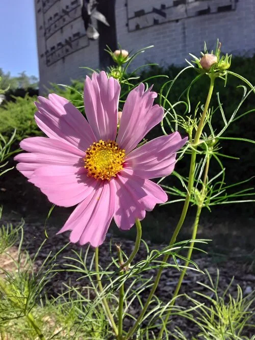 Abundance Farm Flowers 3.jpg
