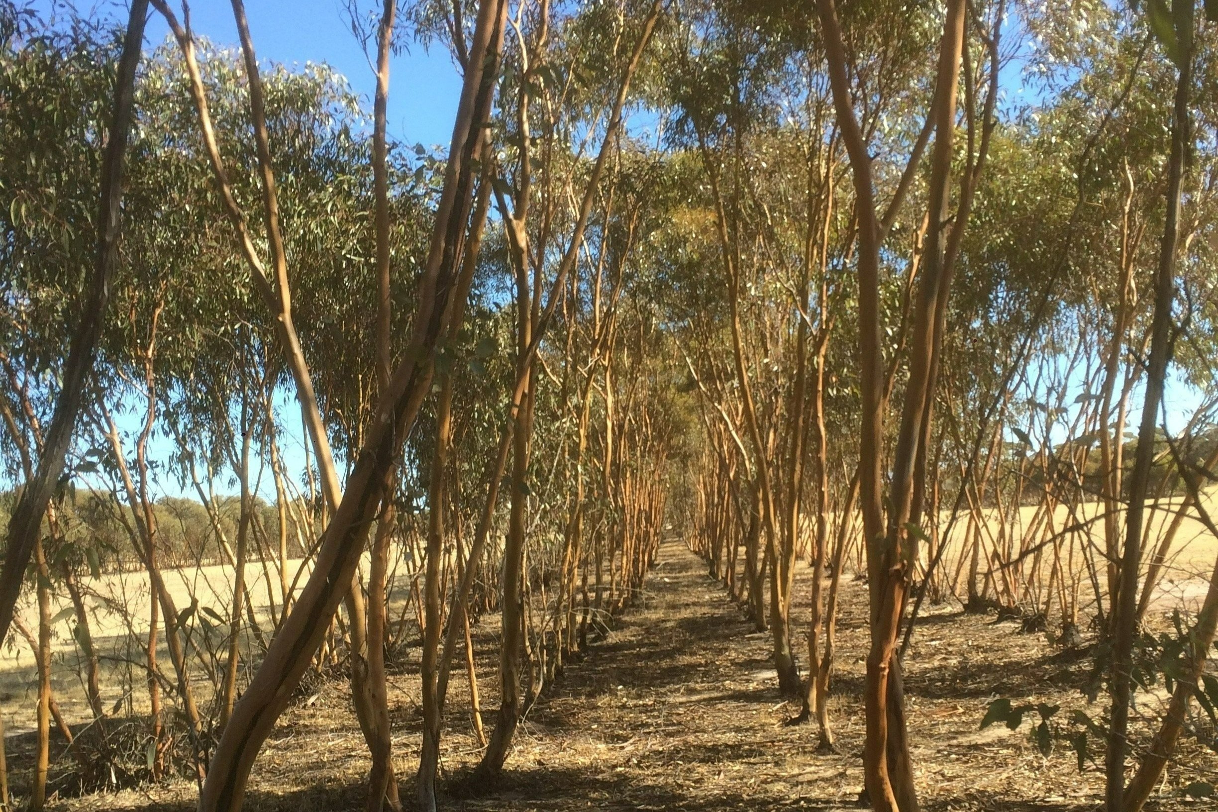 Eucalyptus and acacia coppice