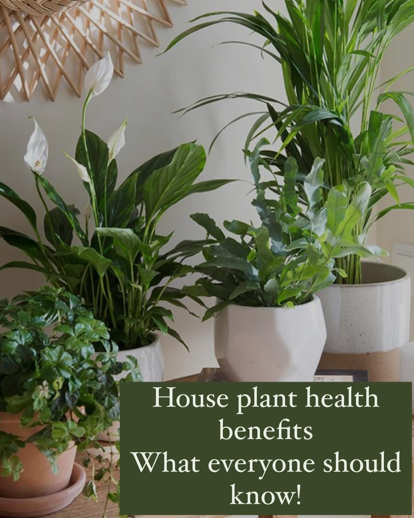 In this April Newsletter for Luxe Health Coaching, Coach Vivian McVey explores the many health benefits that come from indoor plants and how you too can master a green thumb to reap the benefits!
Click here to read:
https://www.luxehealthcoaching.com