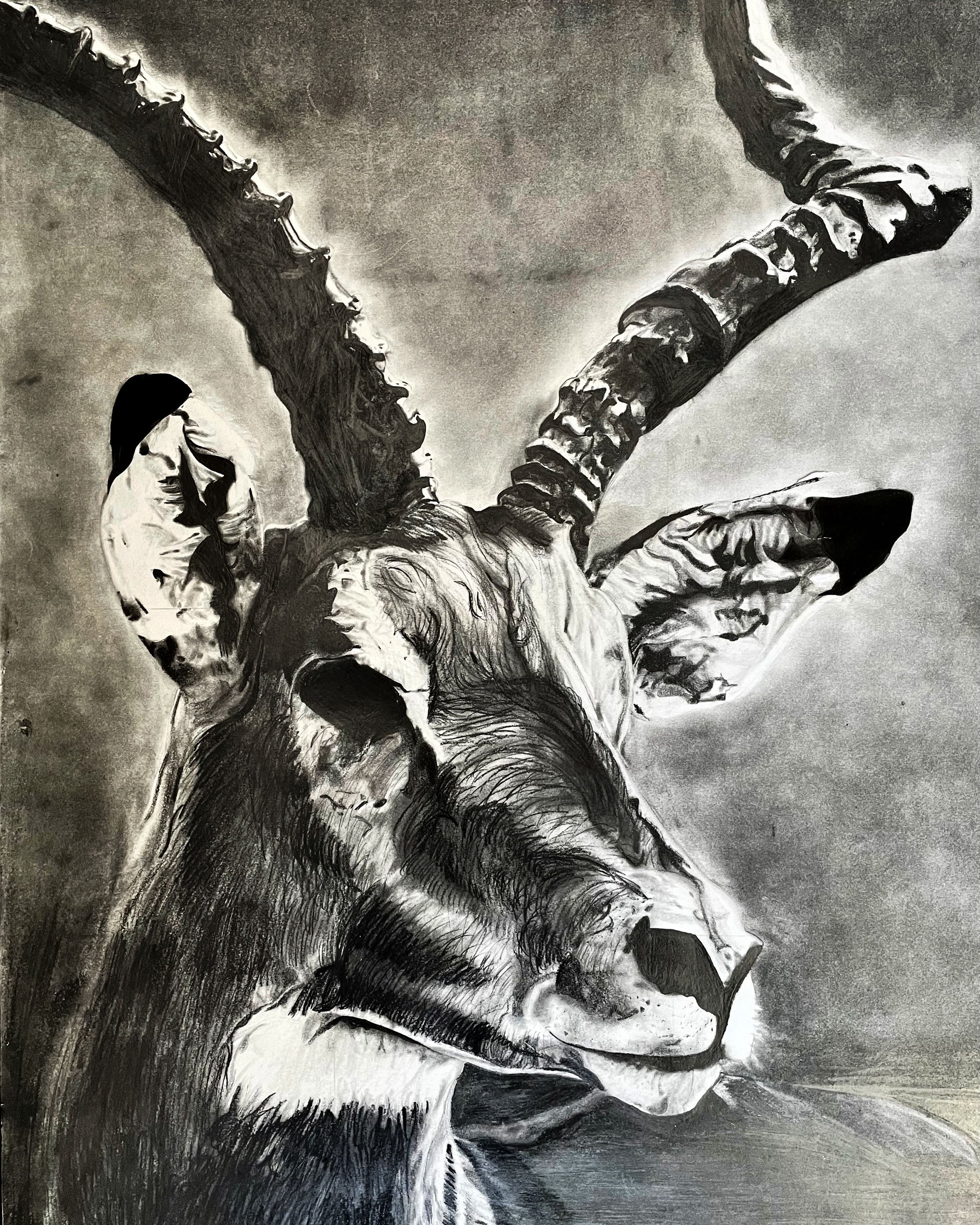 Oryx.jpg