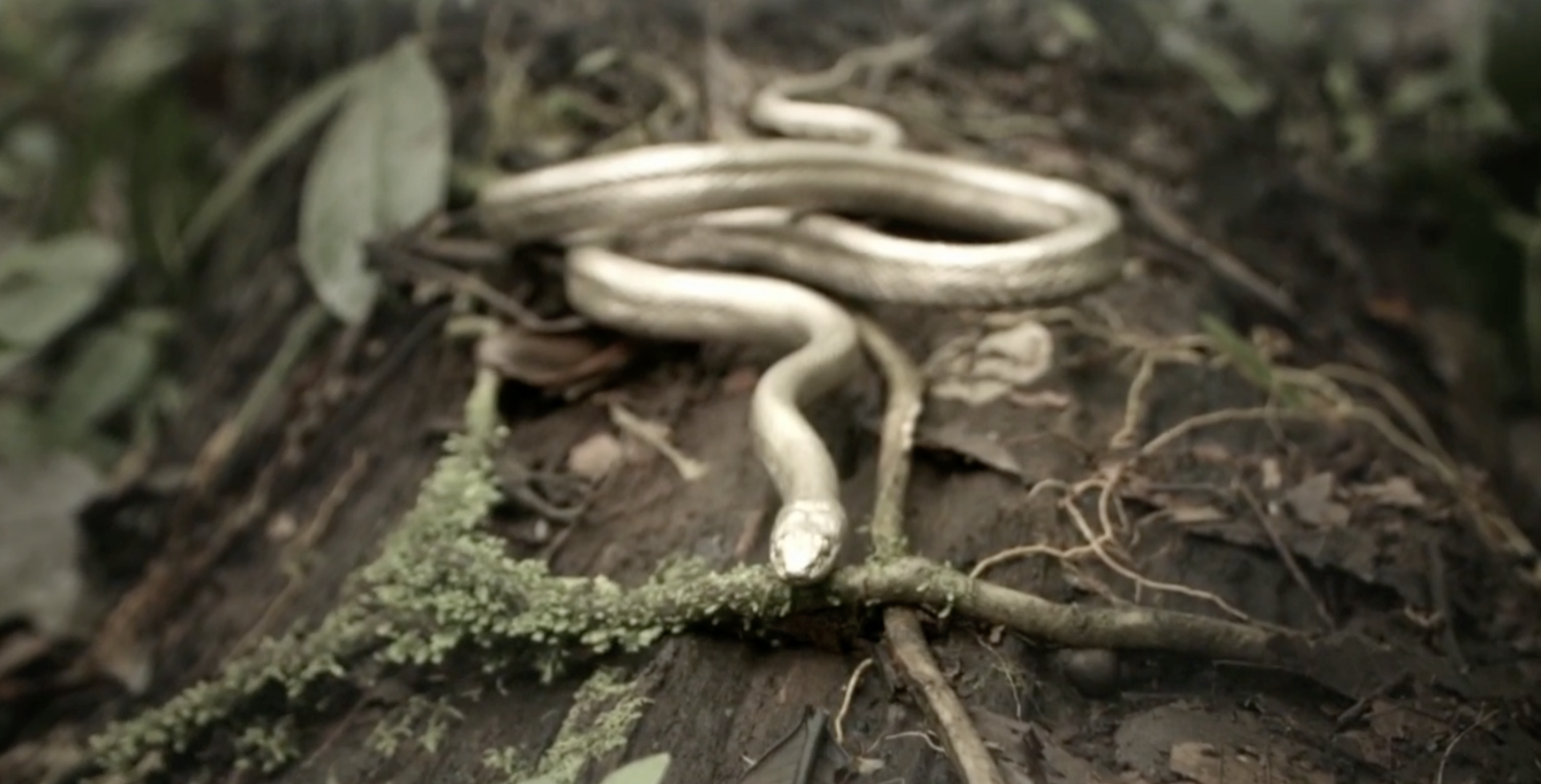 Screen Shot 2021-08-29 at 5.12.13 PM.png