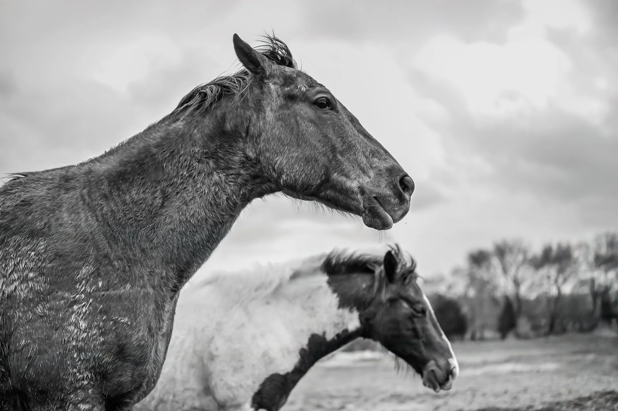 03282020-Horse-2.jpg