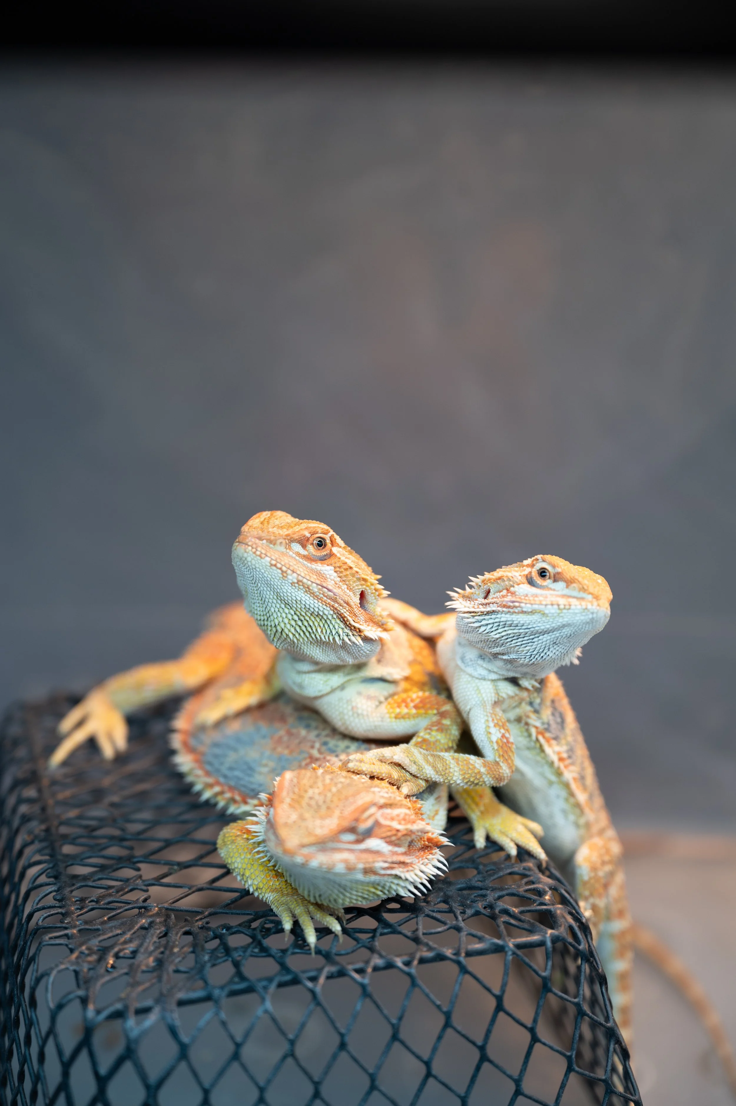 Nashville Exotic Animal Expo-7826.jpg