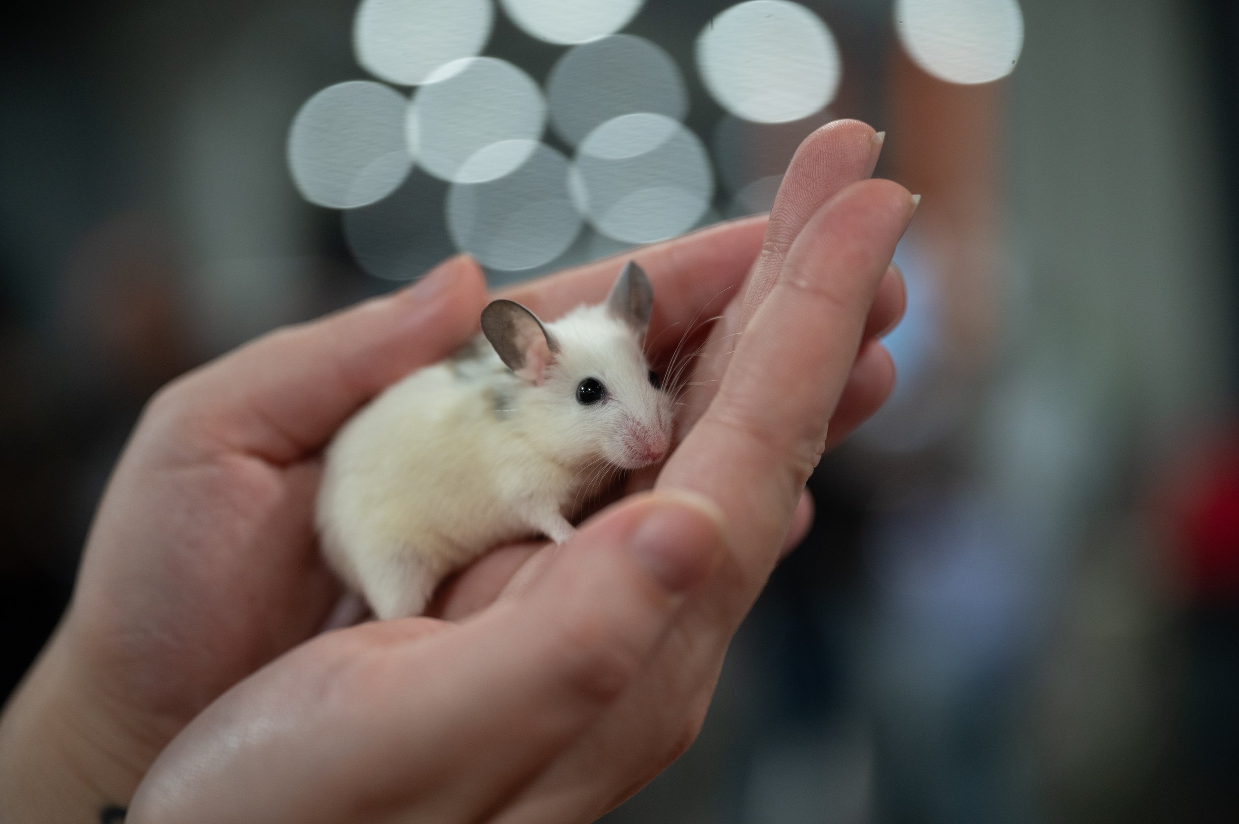 Nashville Exotic Animal Expo-7952.jpg