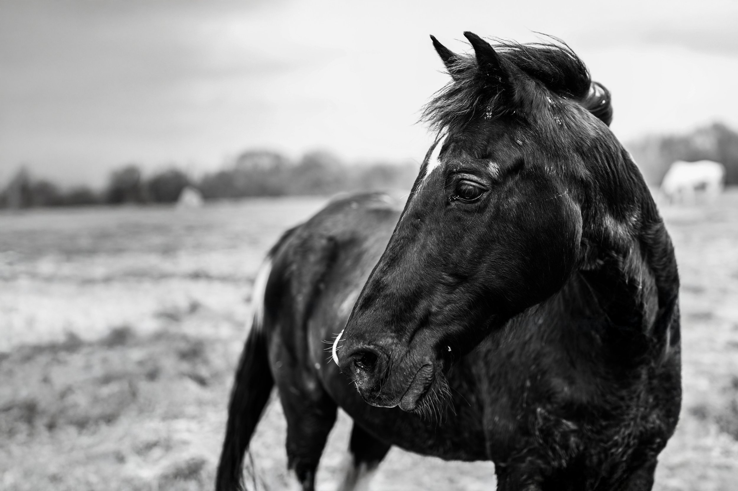 03282020-Horse-1.jpg