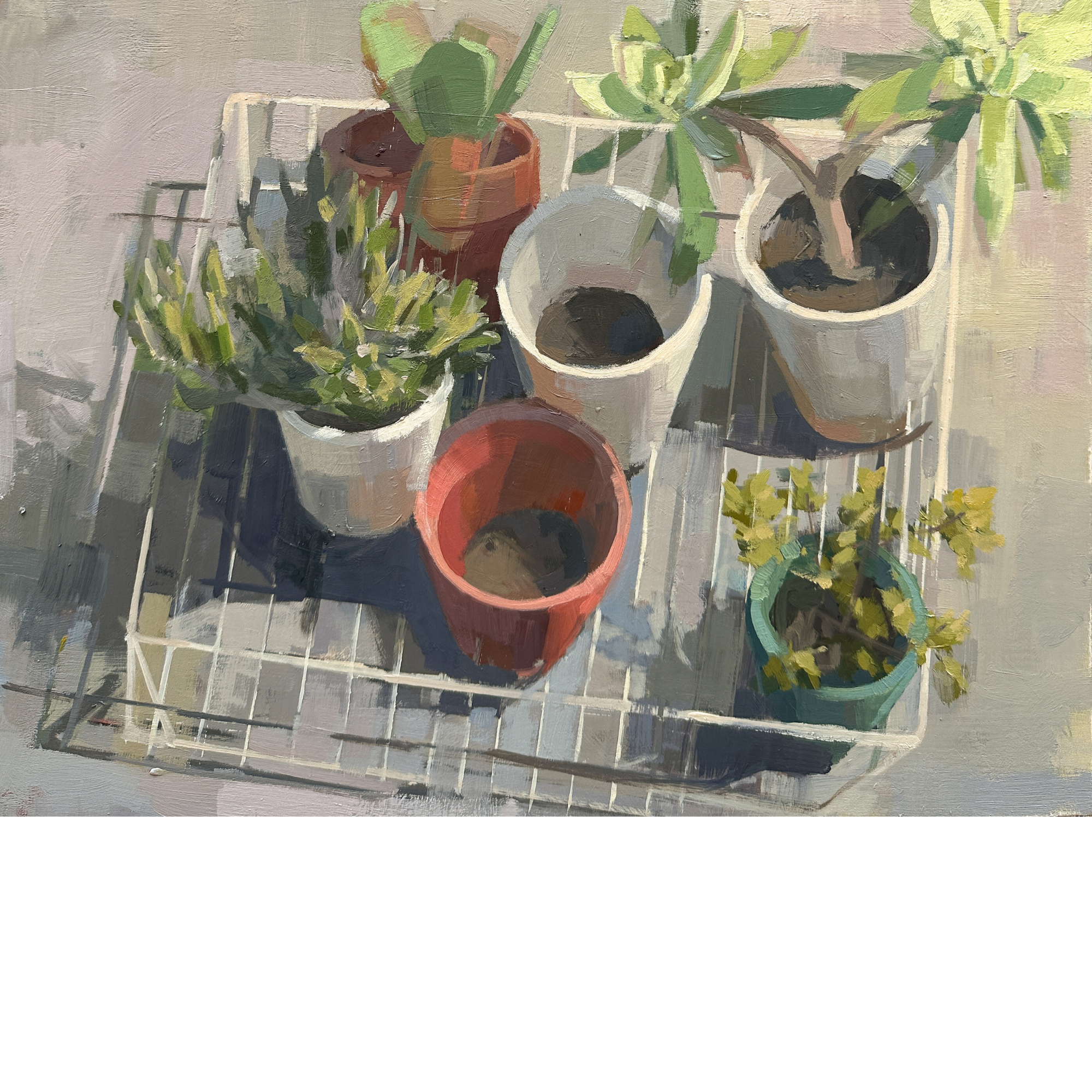 Plants in Wire Basket