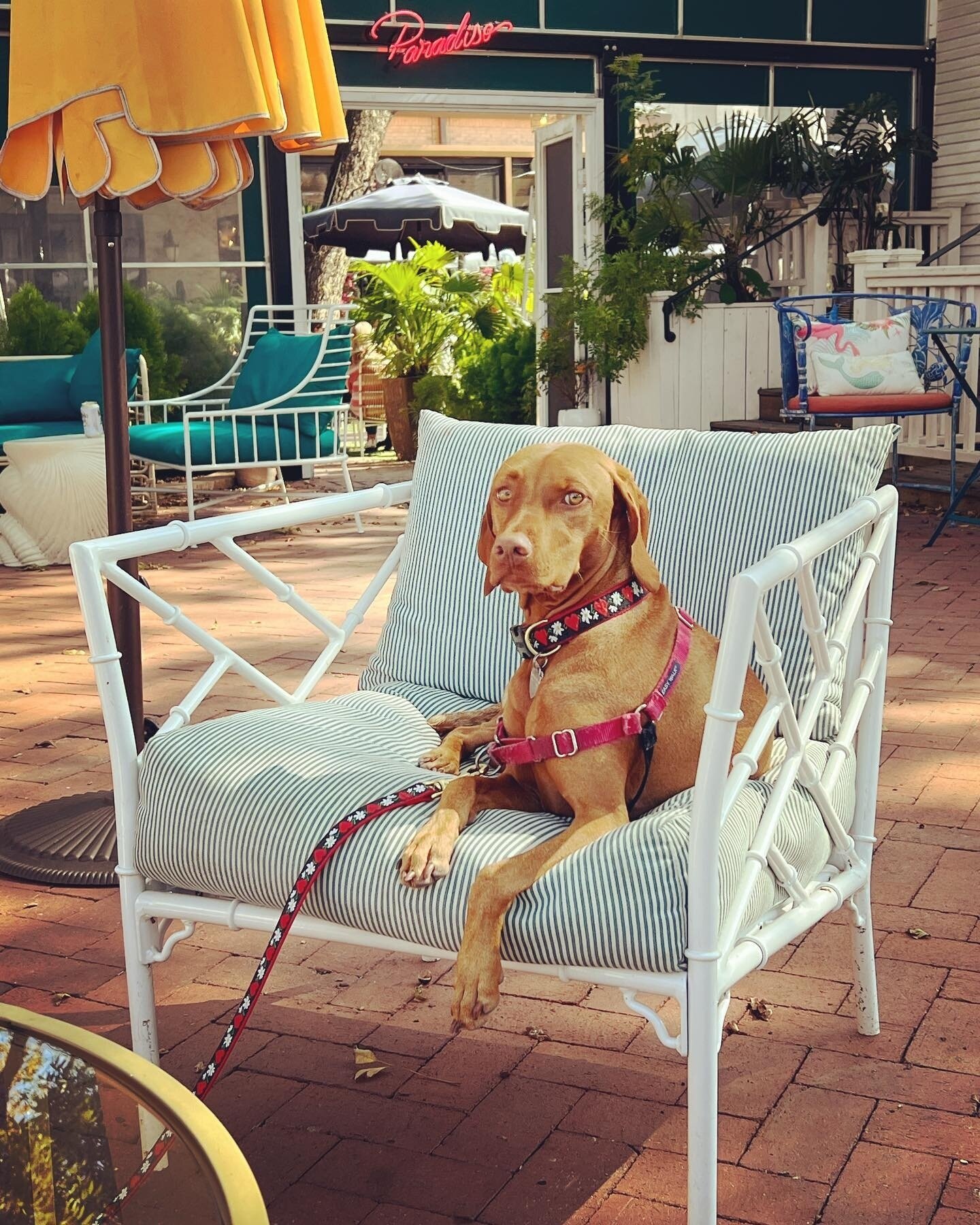 Gogo living her best life on our patio 💕✨🧜🏼&zwj;♀️ Be like Gogo and come enjoy with us! ⁠
⁠
⁠
⁠
📷 @_jamonyqueso
