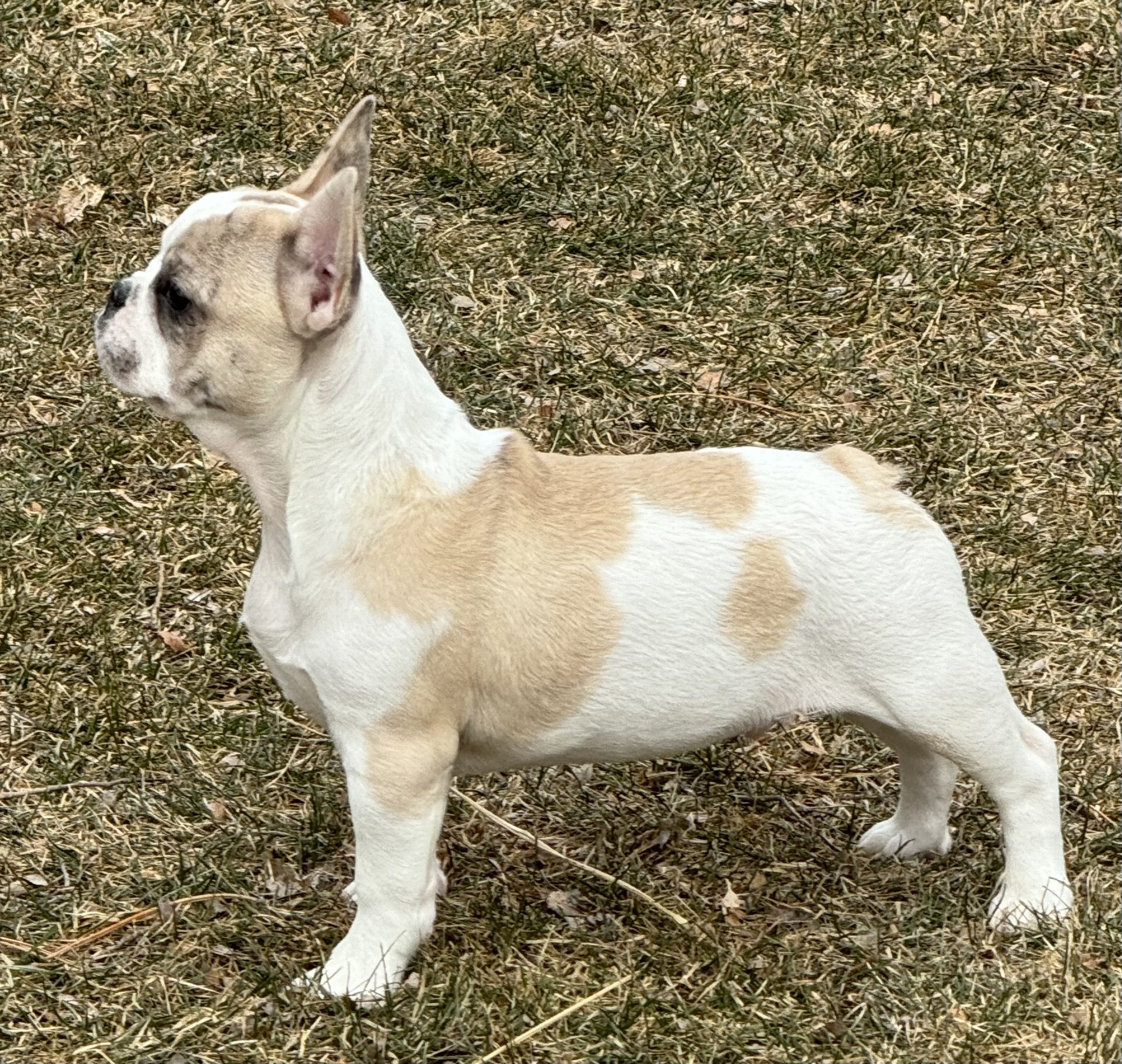 Silver sage cheap french bulldogs