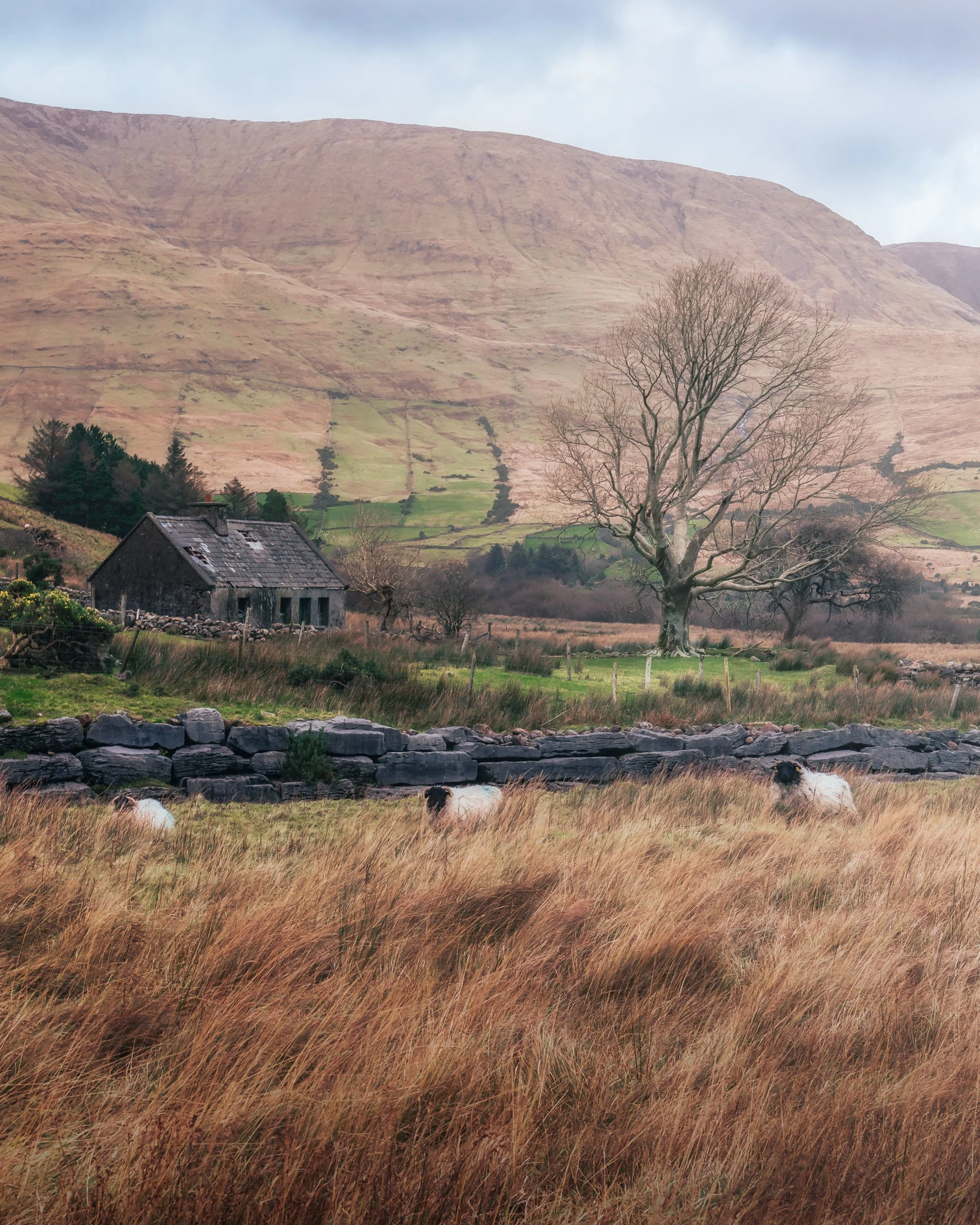 Old Cottage, Connemara