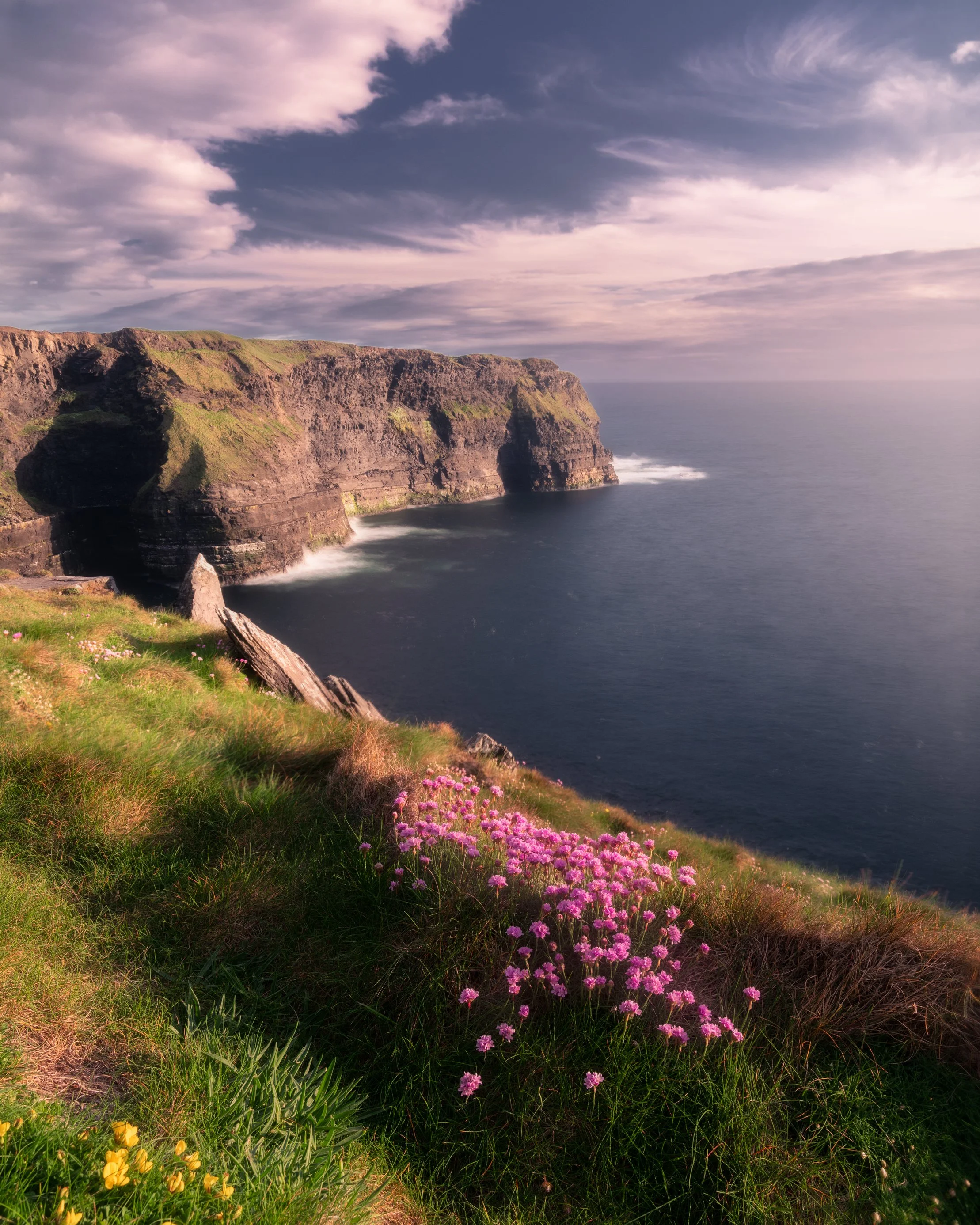 Sea pinks at Cliffs of Moher, Clare