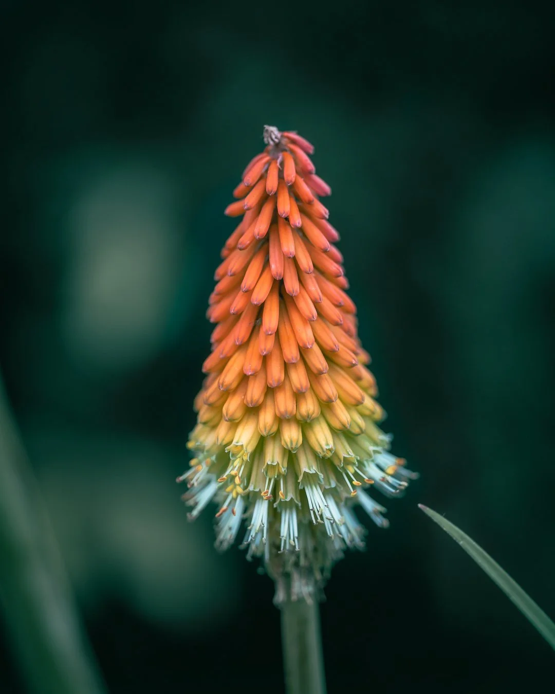 DSC01446-Edit.jpg