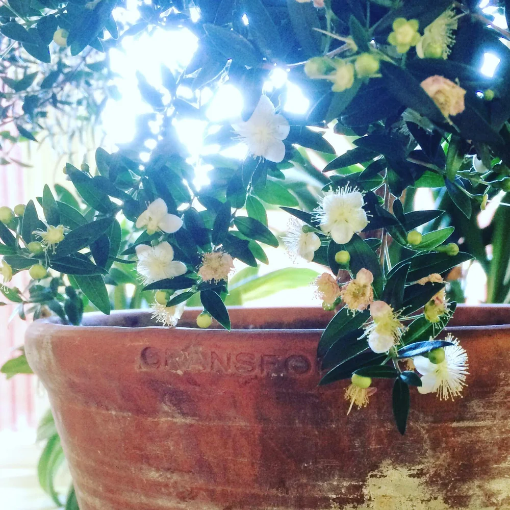 kniva trädgård5.jpeg