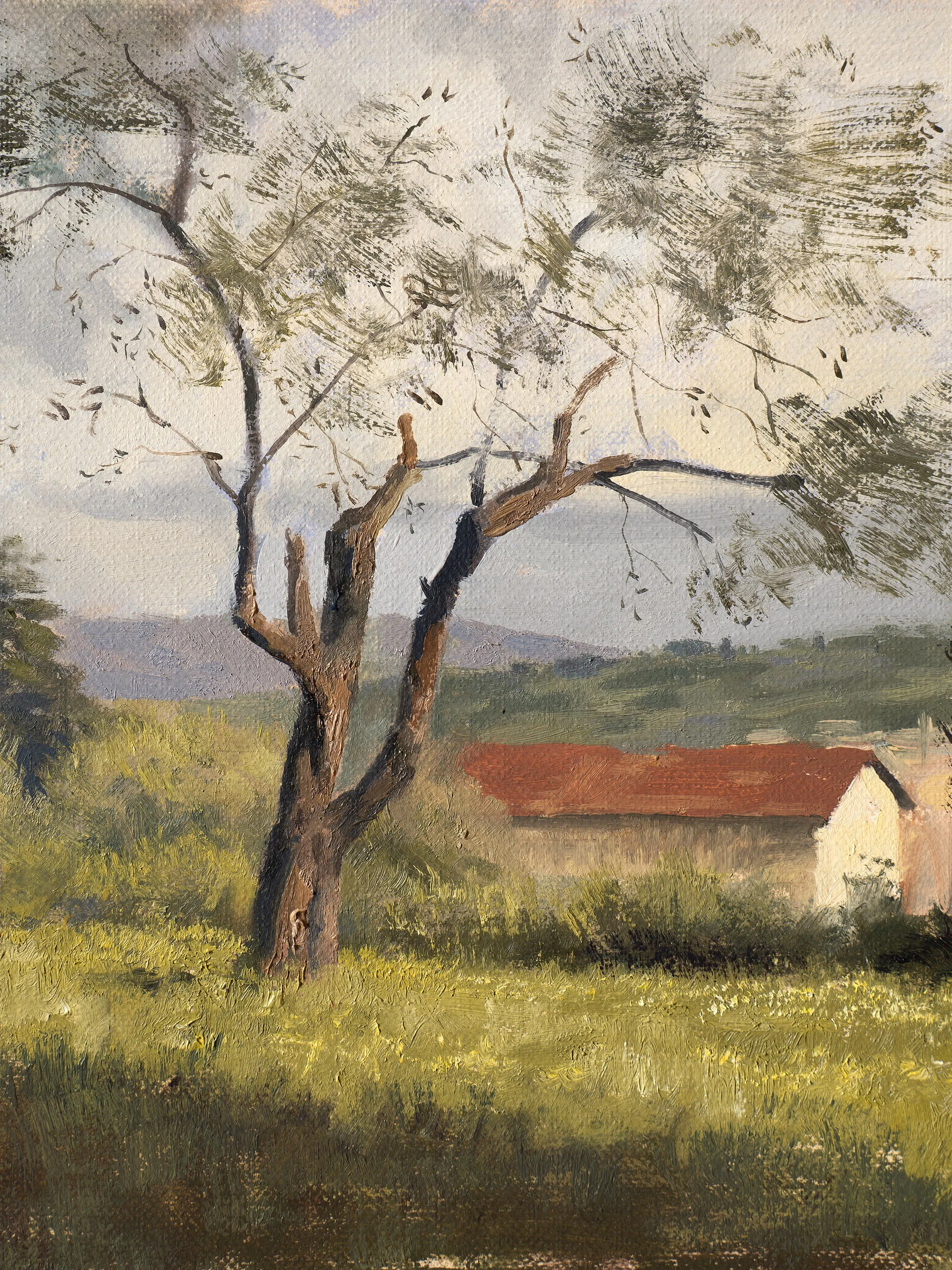 Olive tree dankness copy.jpg