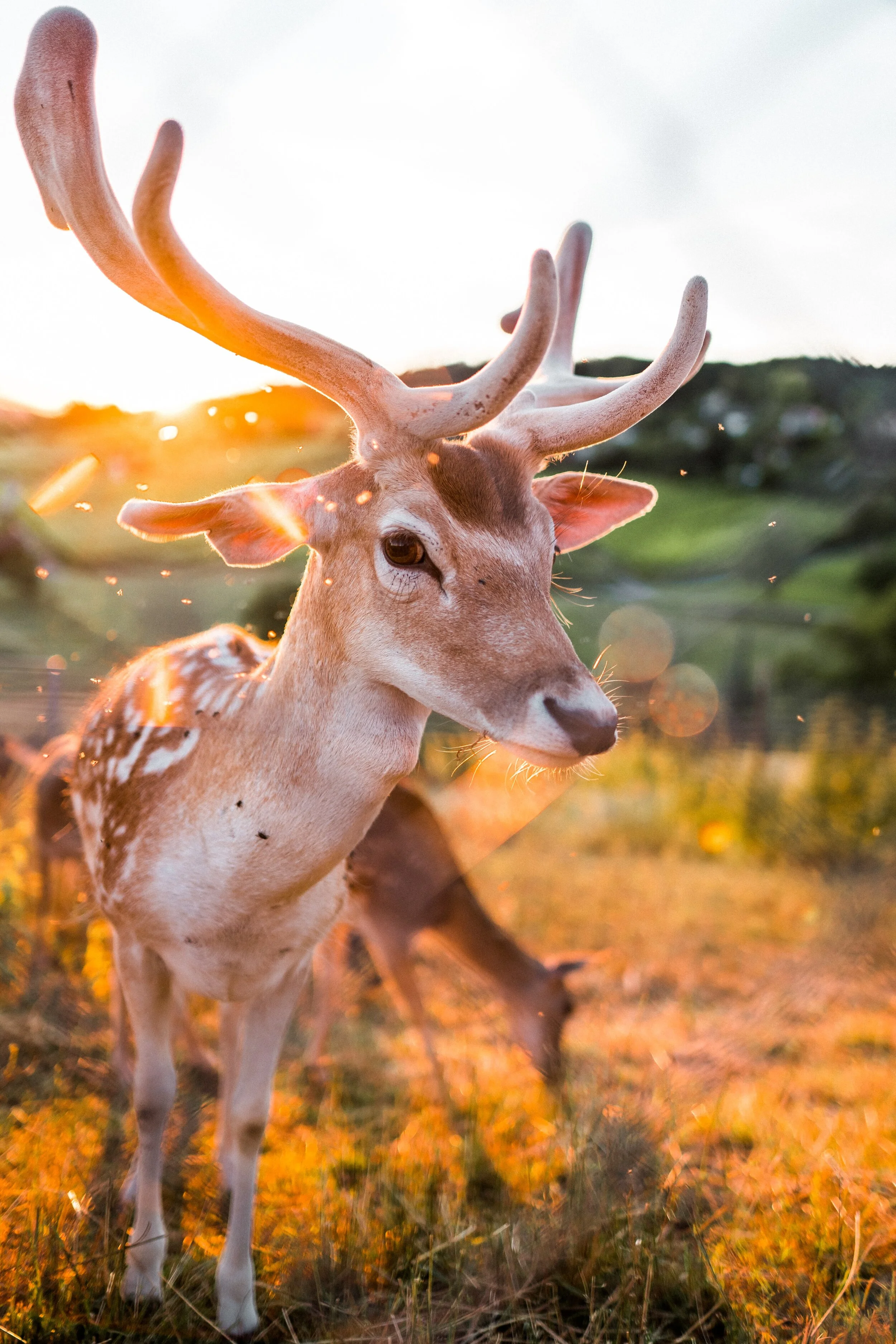 Oh Deer....