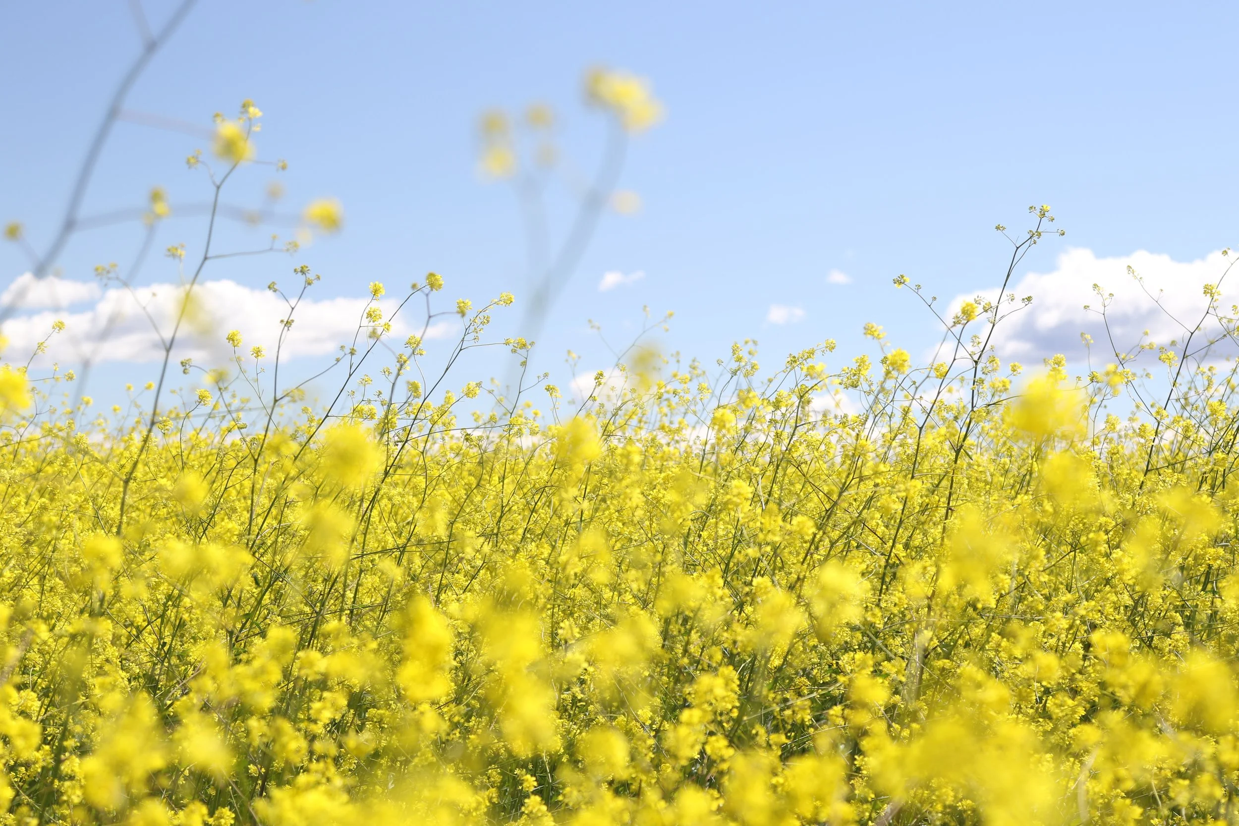 Spring Fever…