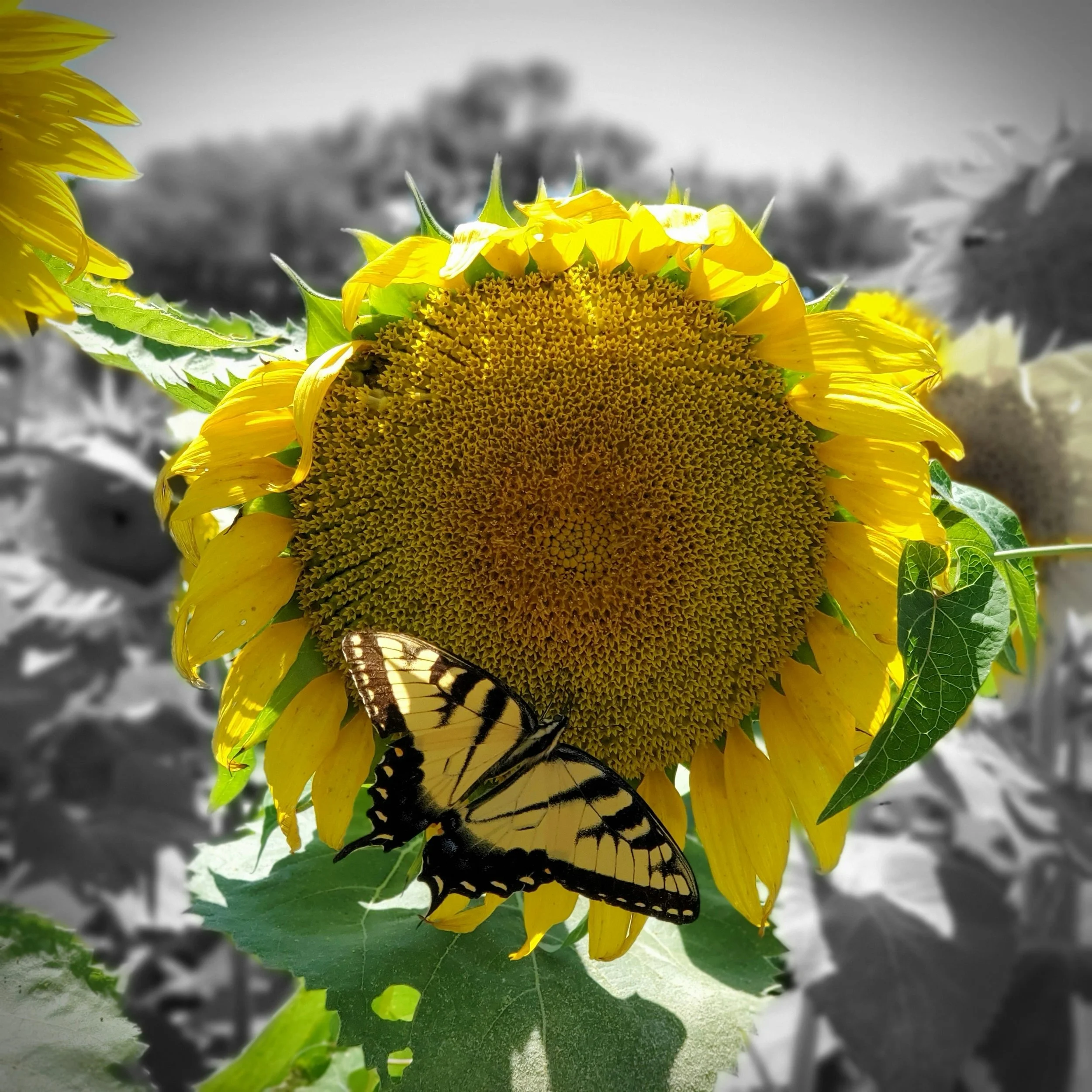 From Brokenness to Purpose…