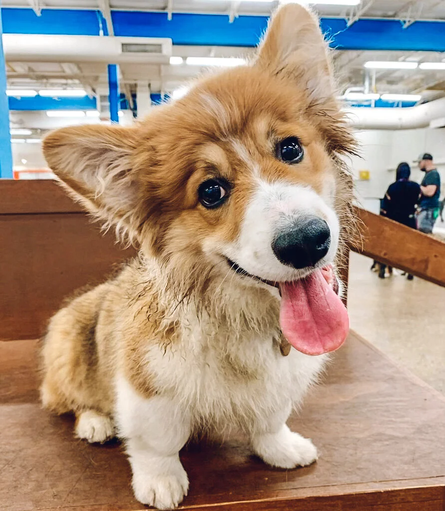 Corgi Breed Night — Unleashed Hounds and Hops