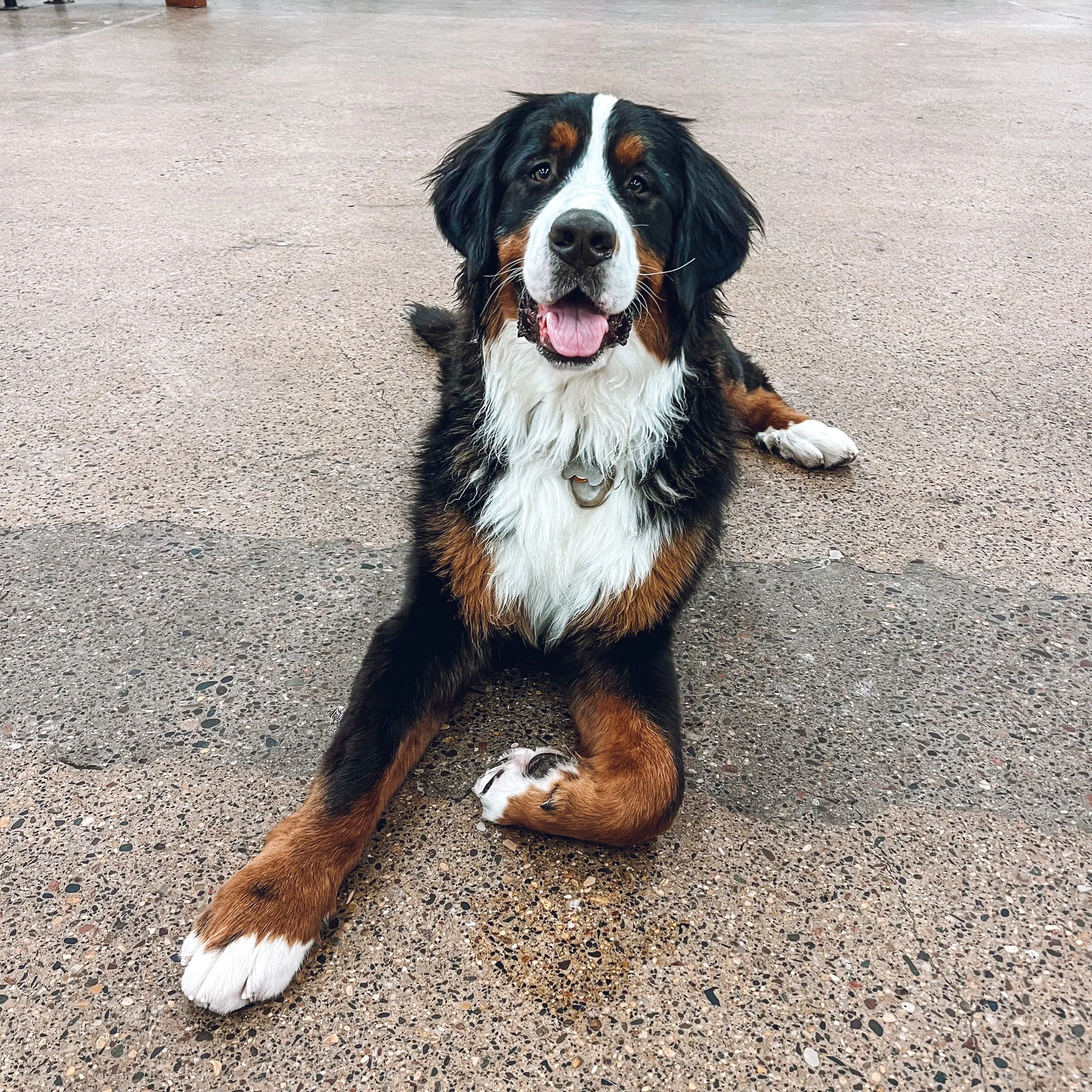 Week Night at Bernies (Bernese Mountain Dog and St. Bernard Breed Night