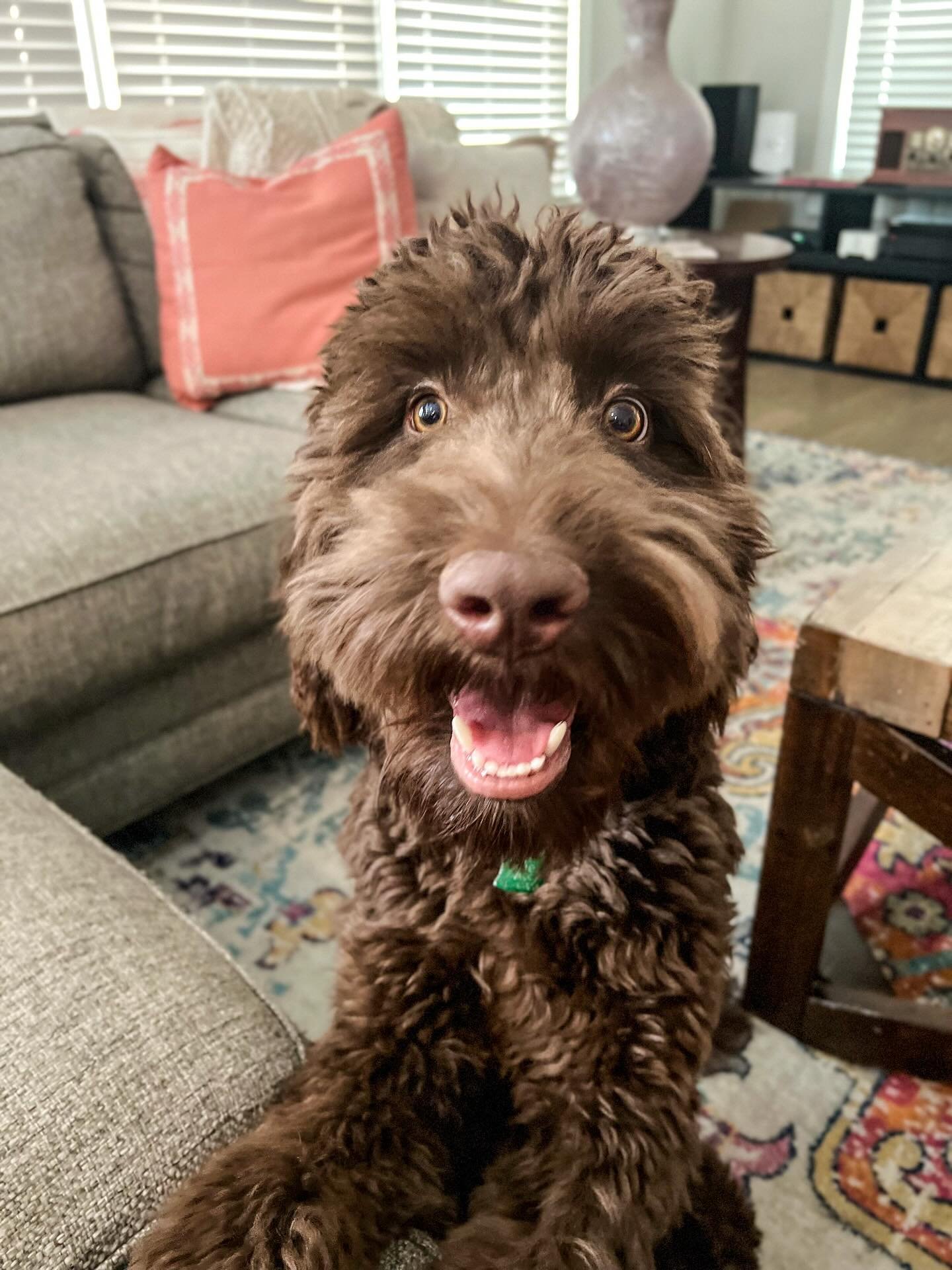 Happy 2nd Birthday to our handsome, hazel-eyed fur baby, Juvie! He may be bigger now, but he's still a baby at heart, demanding endless pets and getting jealous when Mike and the kids' give me hugs. Mostly Mike, though. He doesn&rsquo;t like that at 