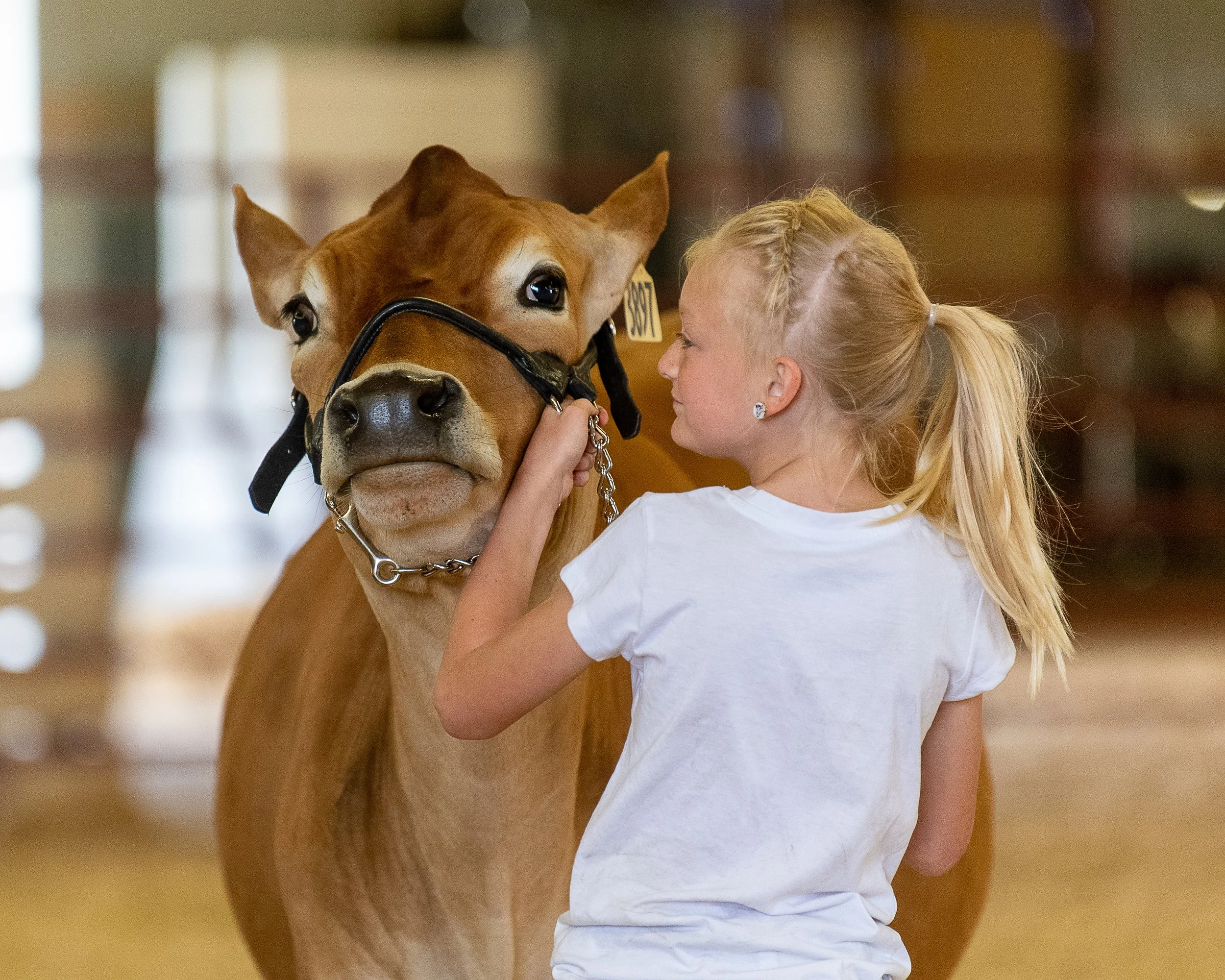Small Animal/Livestock Shows