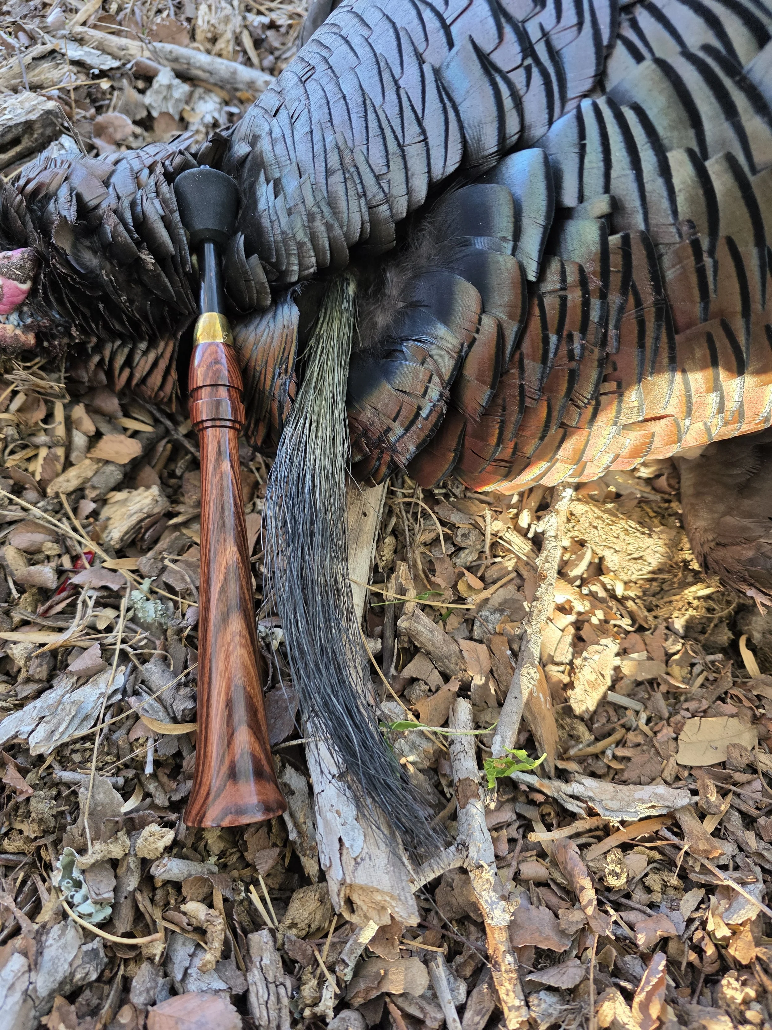 Kingwood Trumpet - 2026