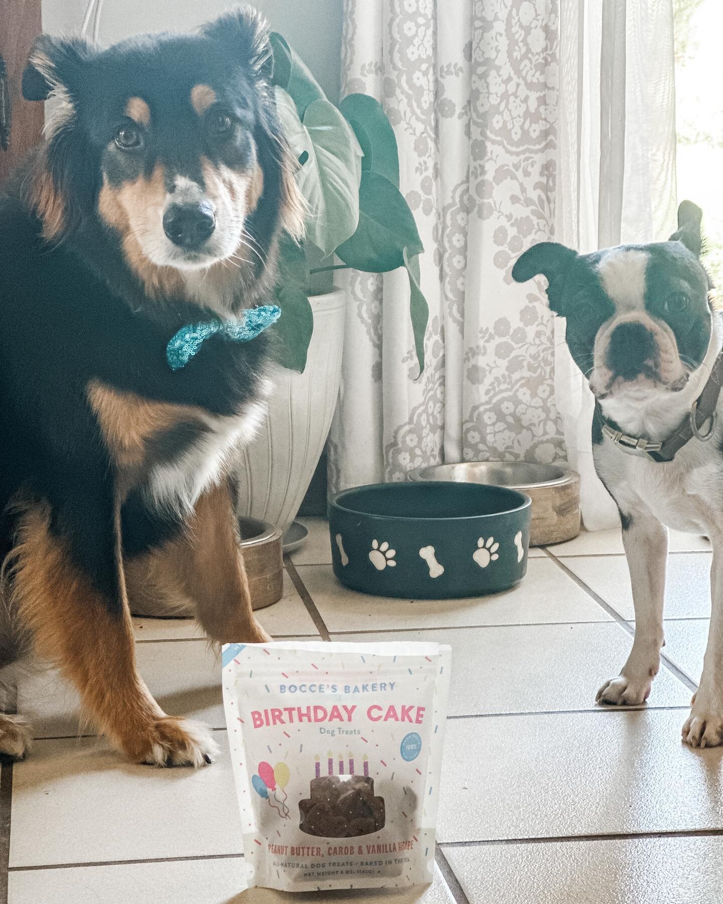 Happy birthday to my studio partner! The goodest boy turns 10 today, and he&rsquo;s so handsome in his birthday bow tie. 😍 We stopped by @salvagedheirlooms and found these sweet birthday treats for him! He is obsessed!! 🤍 Happy 10th birthday to my 