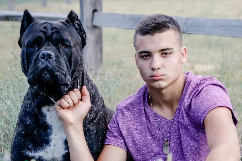 Caballero Cane Corso