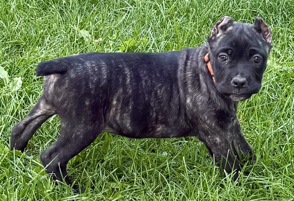 IMG_1679.jpeg