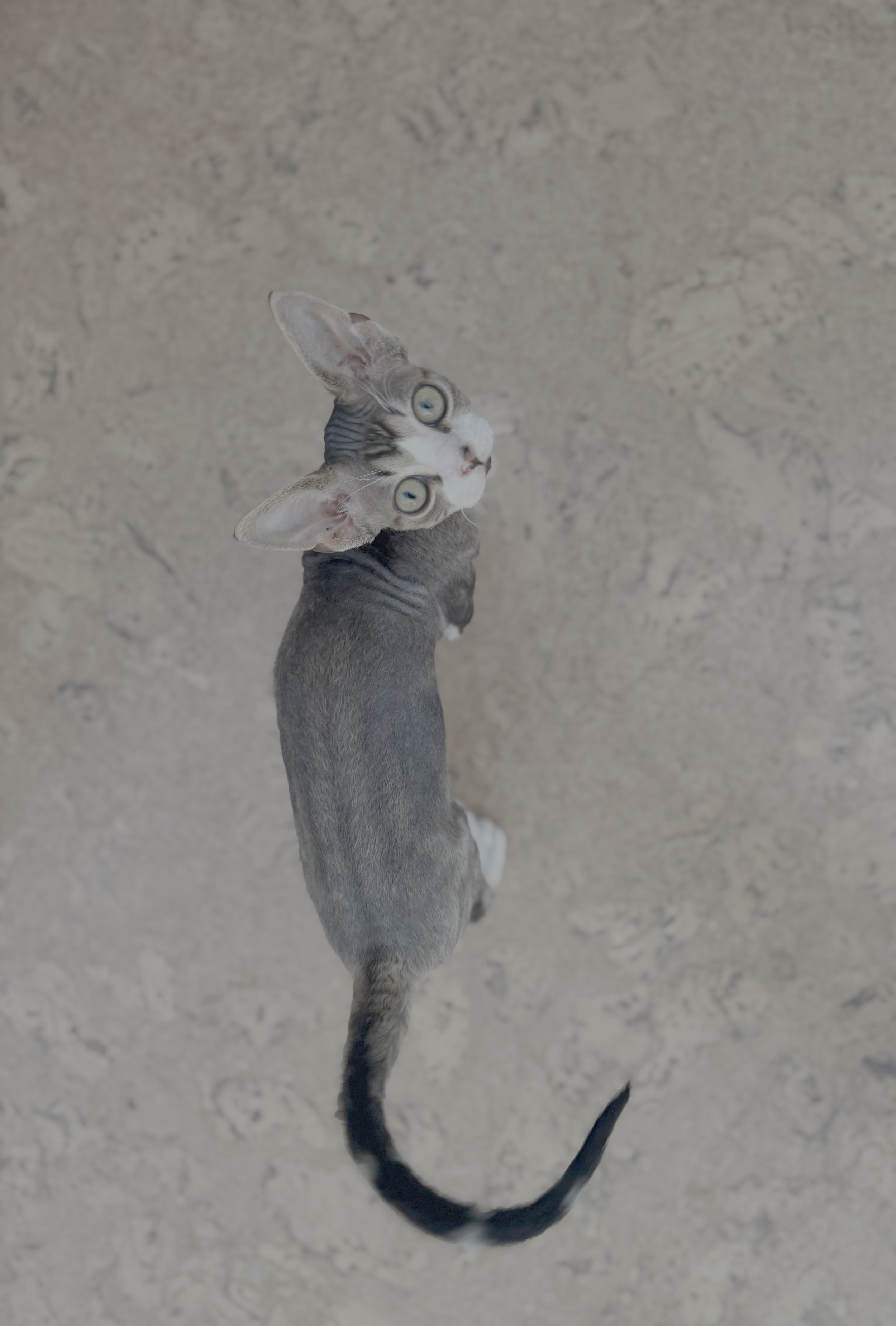 Micro-coated cat breeds: skin care matters