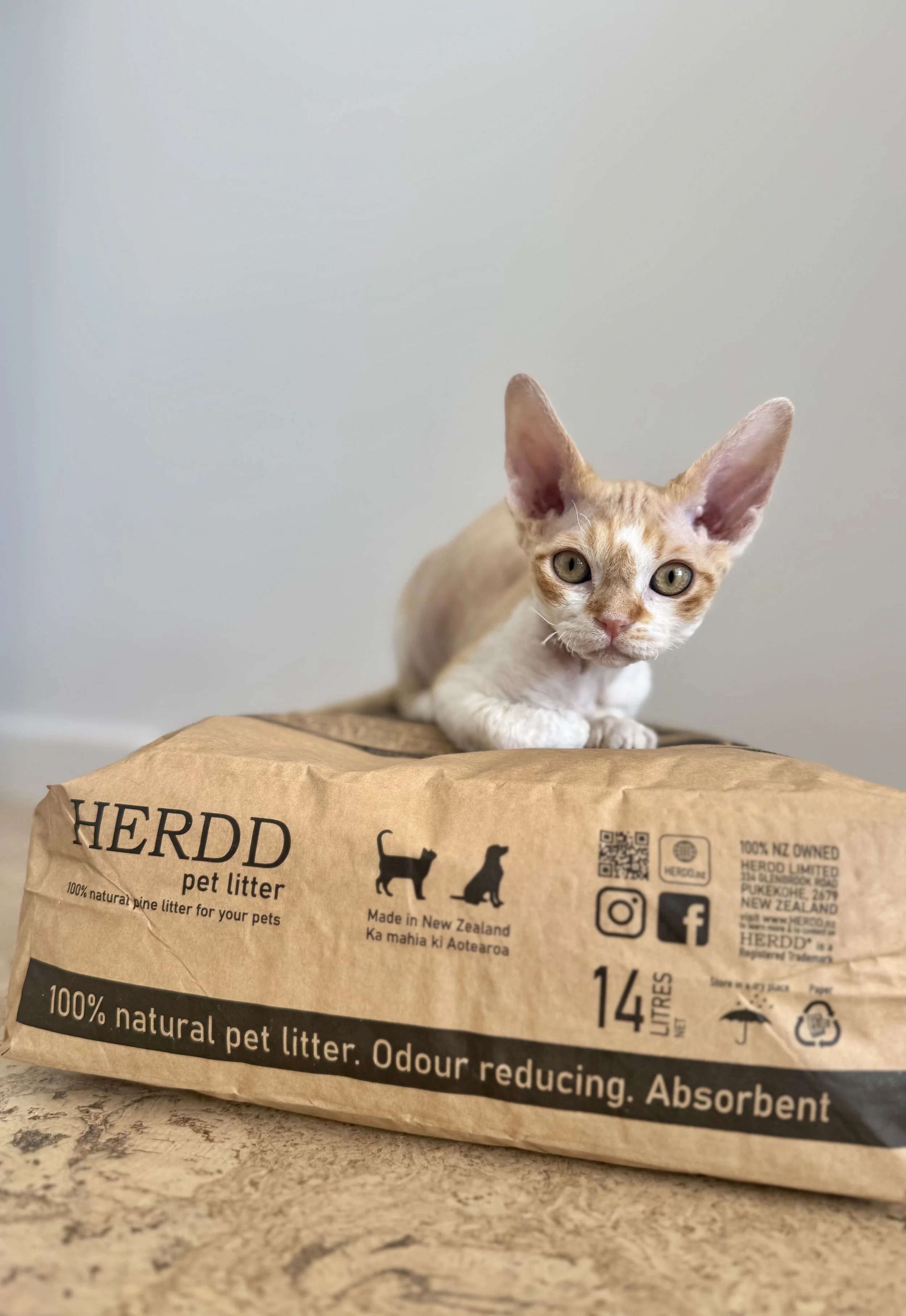 Litter training for kittens &amp; cats