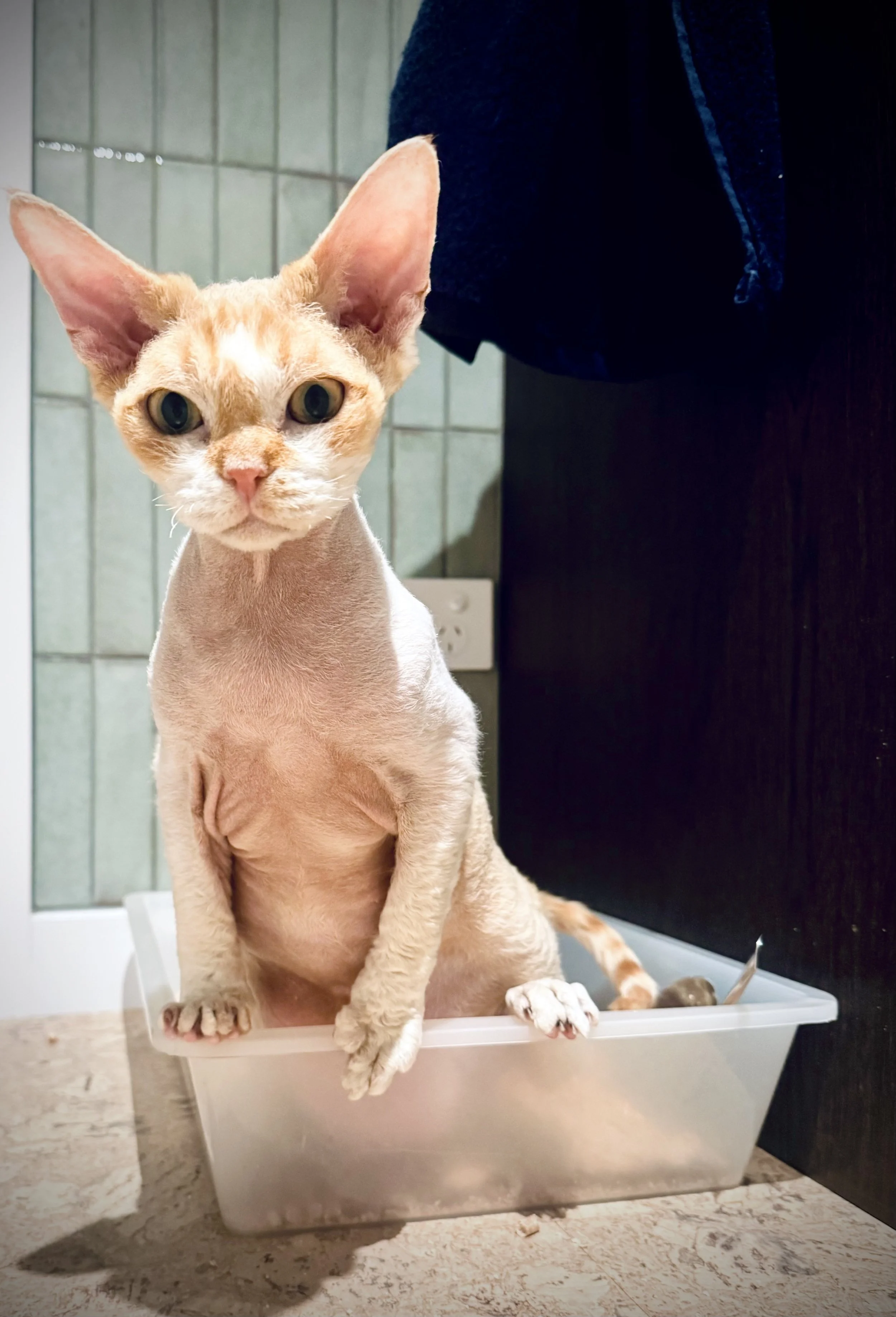 How to transition your cat’s litter tray to HERDD