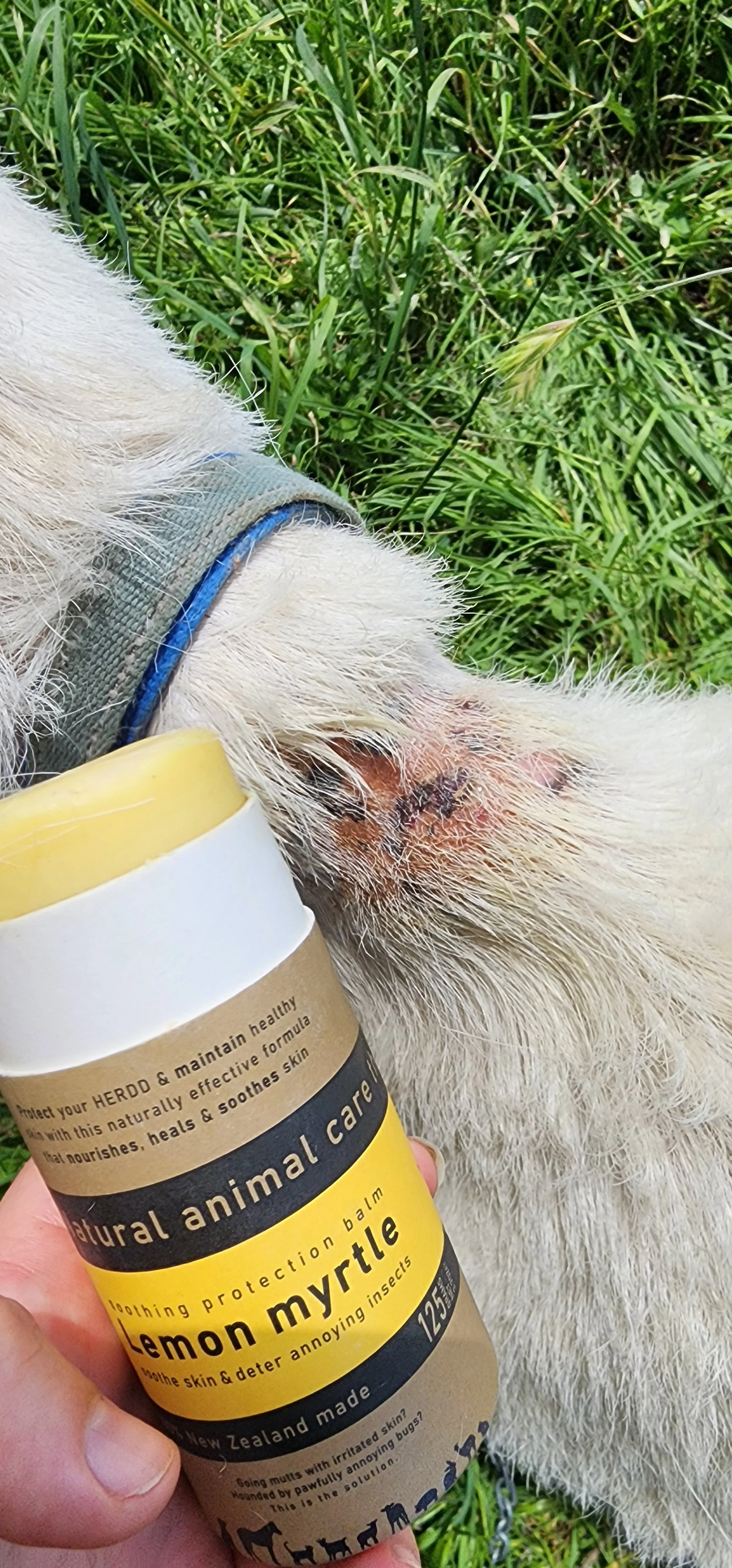 A dog lying on grass with a sore, irritated area on its hind leg. A person holds a bottle of lemon myrtle balm near the dog's leg.
