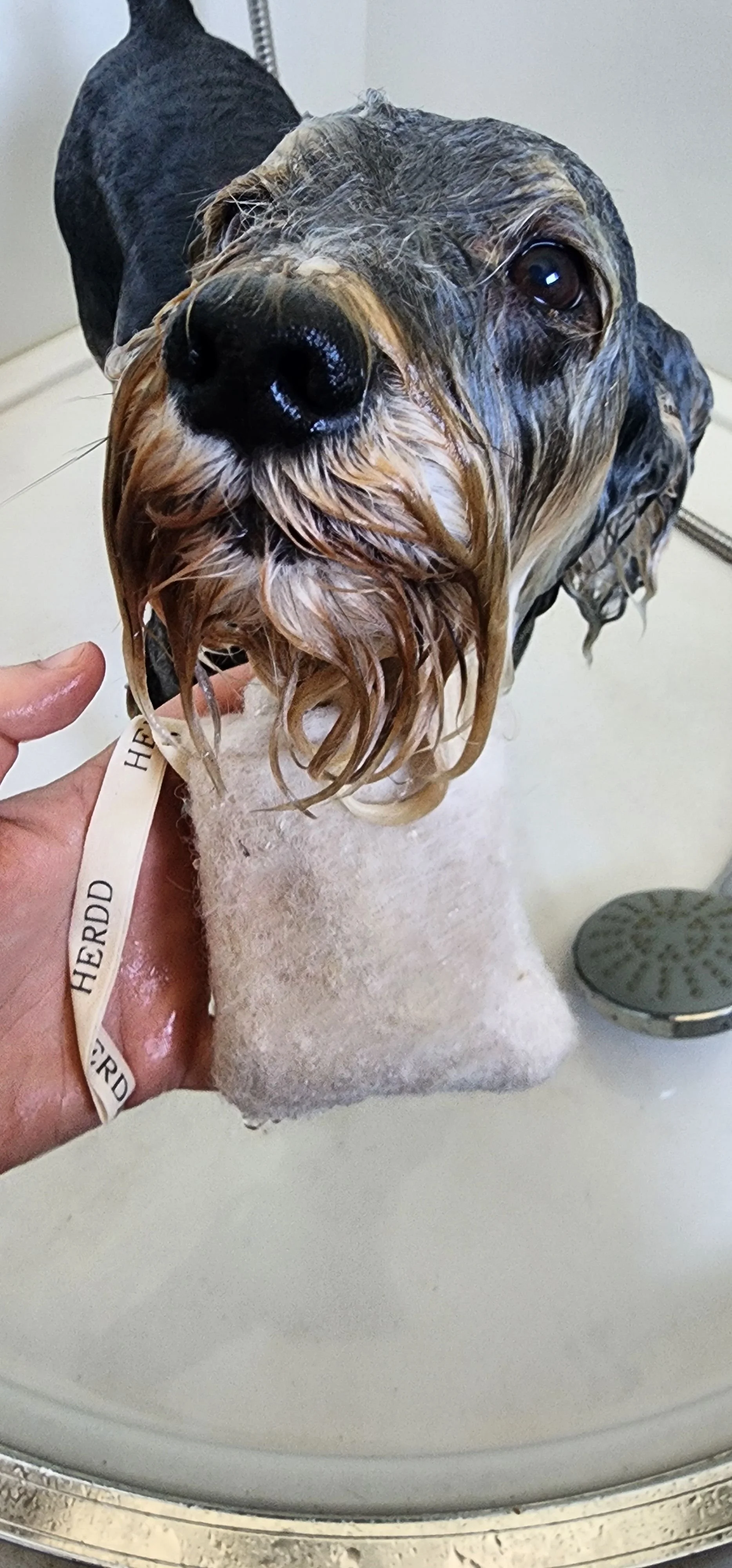 A dog with wet fur being groomed, held over a grooming tub with a beige towel underneath. The dog has a black nose and brown eyes. There is a groomer's hand holding a grooming tool and a white bracelet with the word 'HERD' on it. The background shows a white wall and a silver shower head.