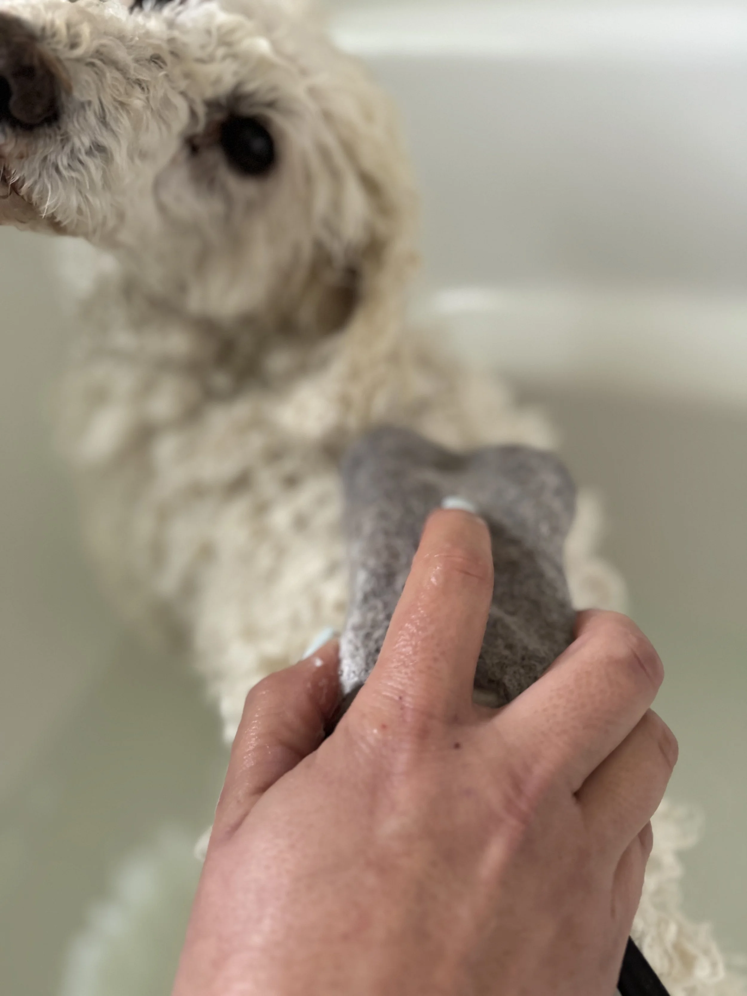 HERDD bar tote poodle.jpg