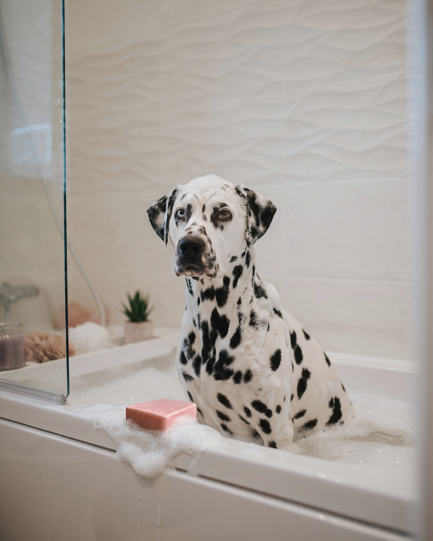 HERDD_Dalmatian_R+W 1.png