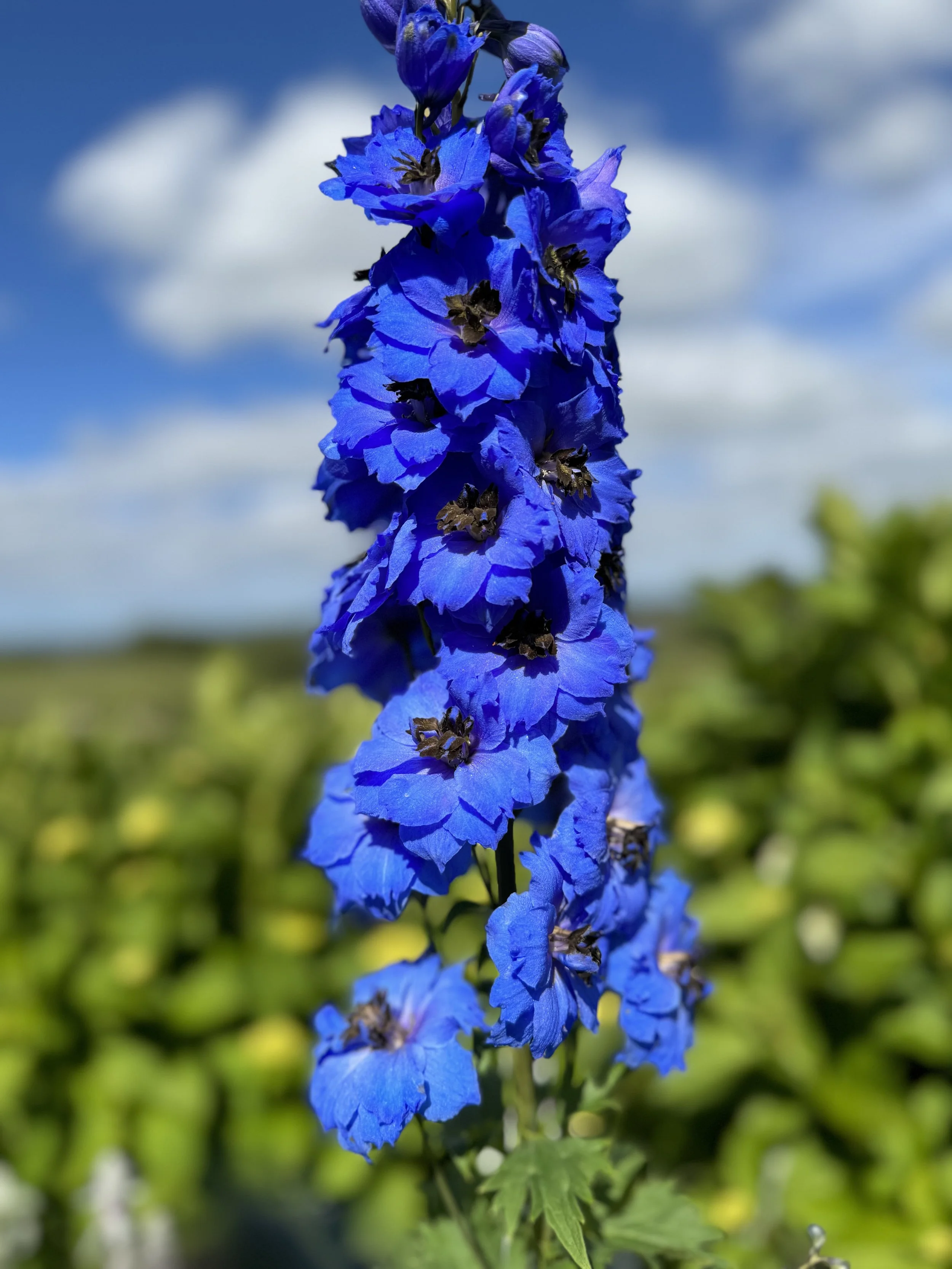 IMG_5140.jpeg