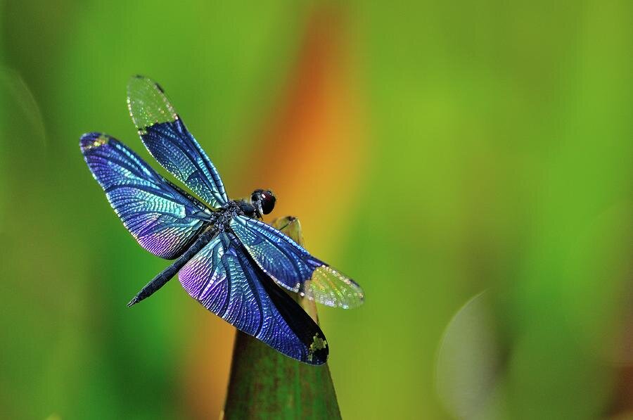 a dragonfly asking to be seen