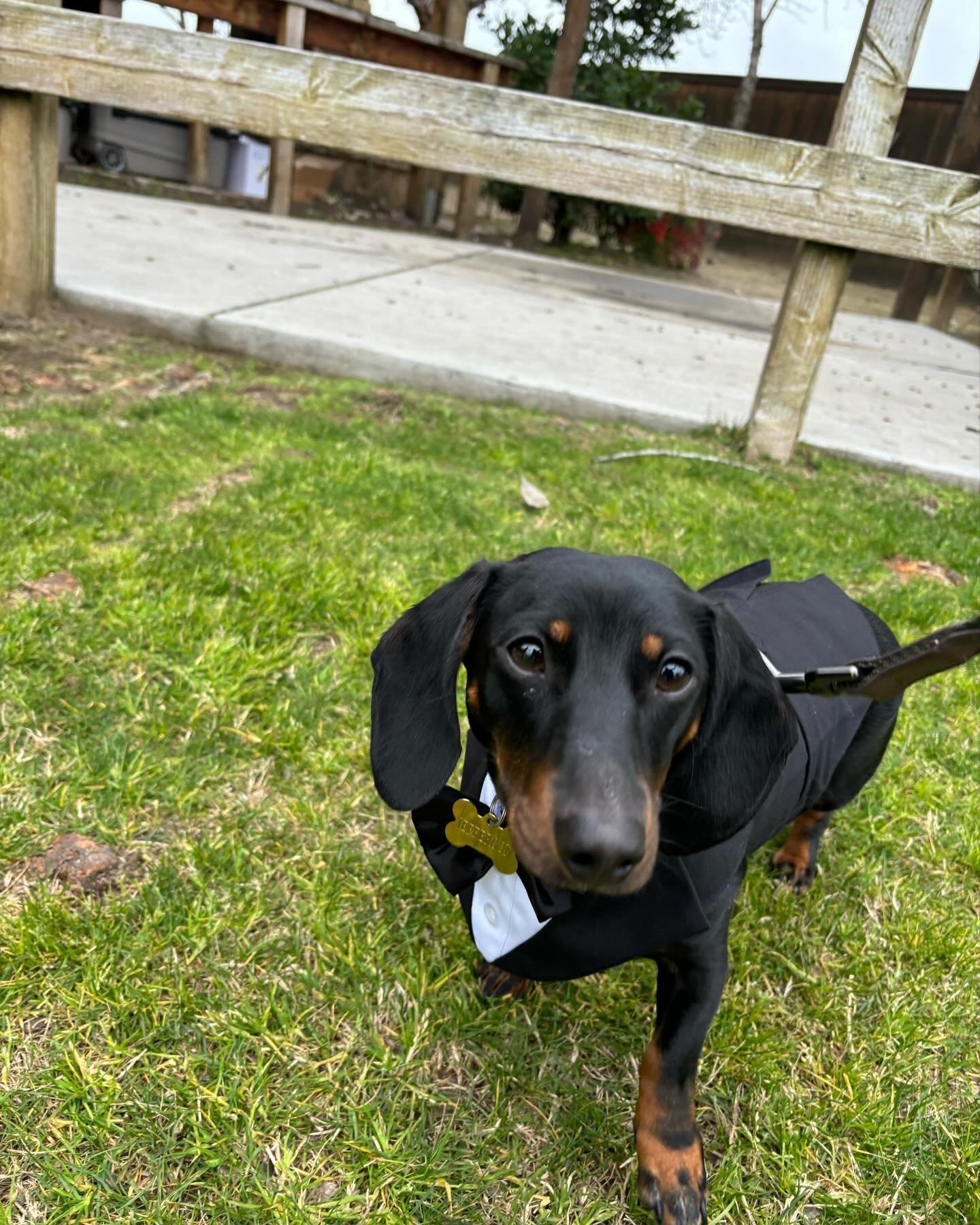 I had the best time this Saturday looking after the adorable Jefferson! 💘🐶 He was such a sweet boy and brought smiles to all the guests&rsquo; faces. Congratulations, @danielleescobar123! 💖✨ #weddingday #dogsatweddings #dogsofinstagram #dachshund 