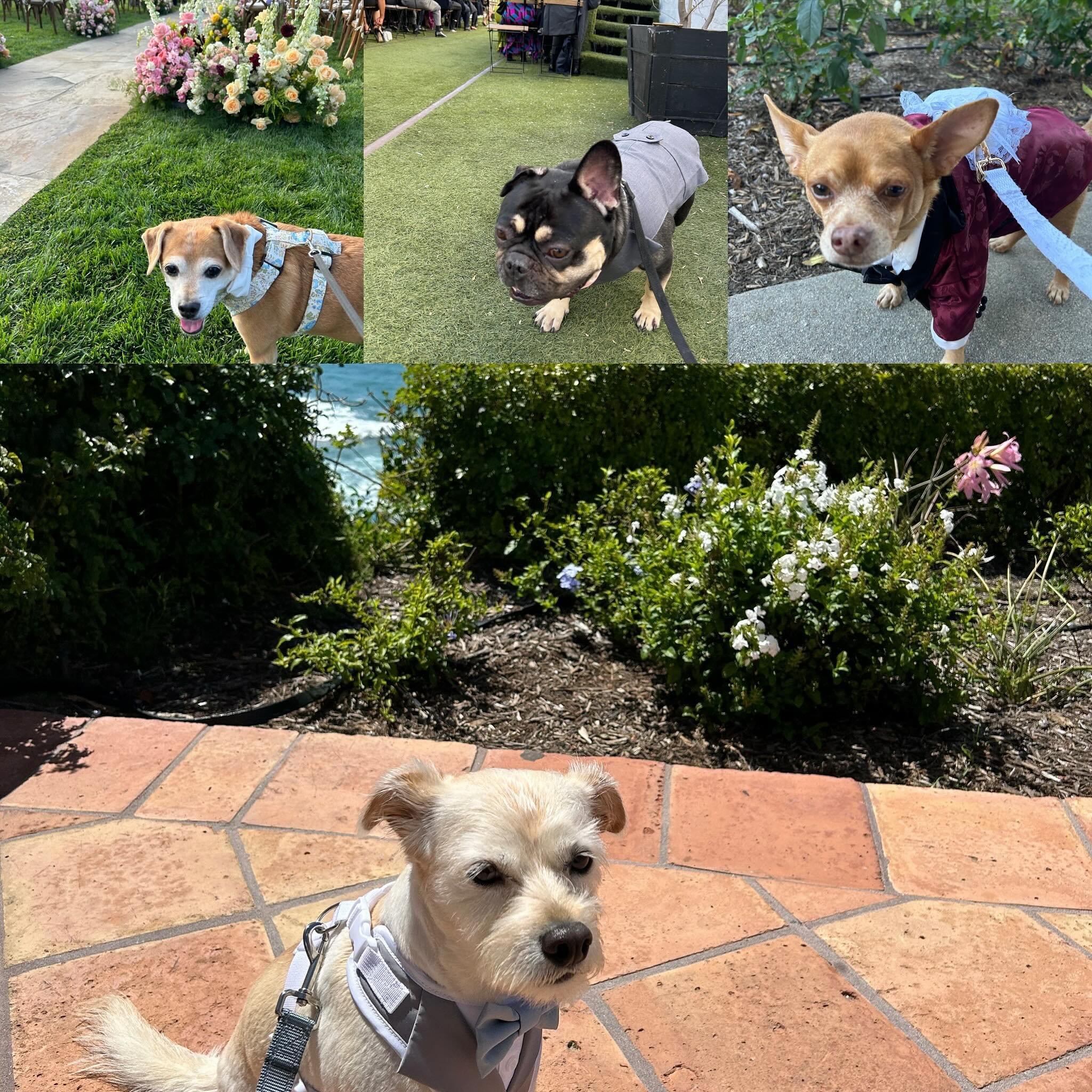 Happy Valentine&rsquo;s Day from these wonderful wedding pups! 🐶💘✨ #dogsofinstagram #dogsinweddings #wedding