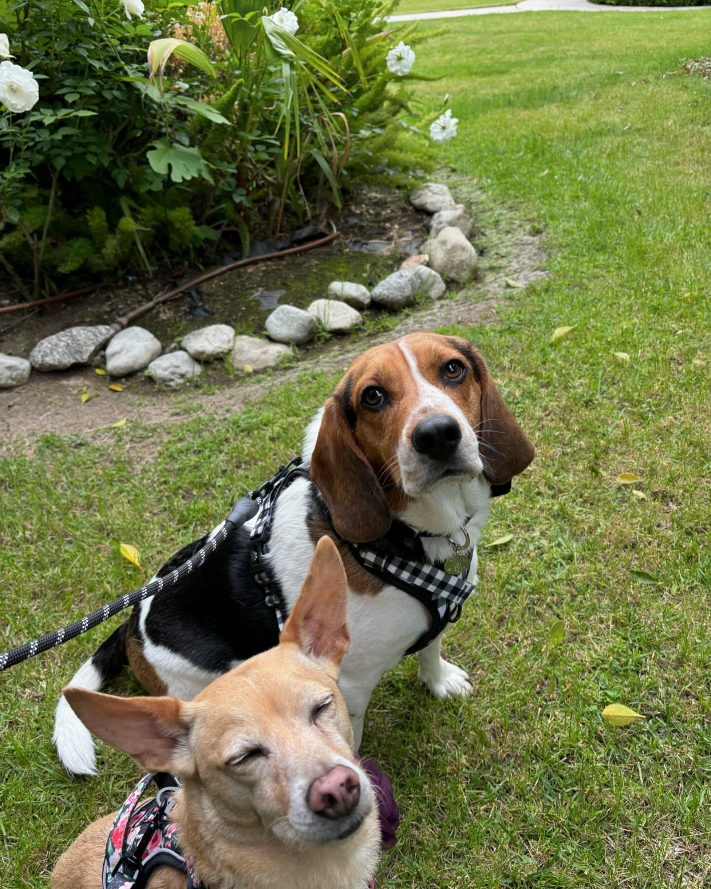 Horace and Bambi were a hit at their paw-rents&rsquo; wedding! 🐶❤️✨ Just look at their little flower and bow tie. 🥹💖 #weddings #dogsinweddings #dogsofinstagram #weddingvendor
