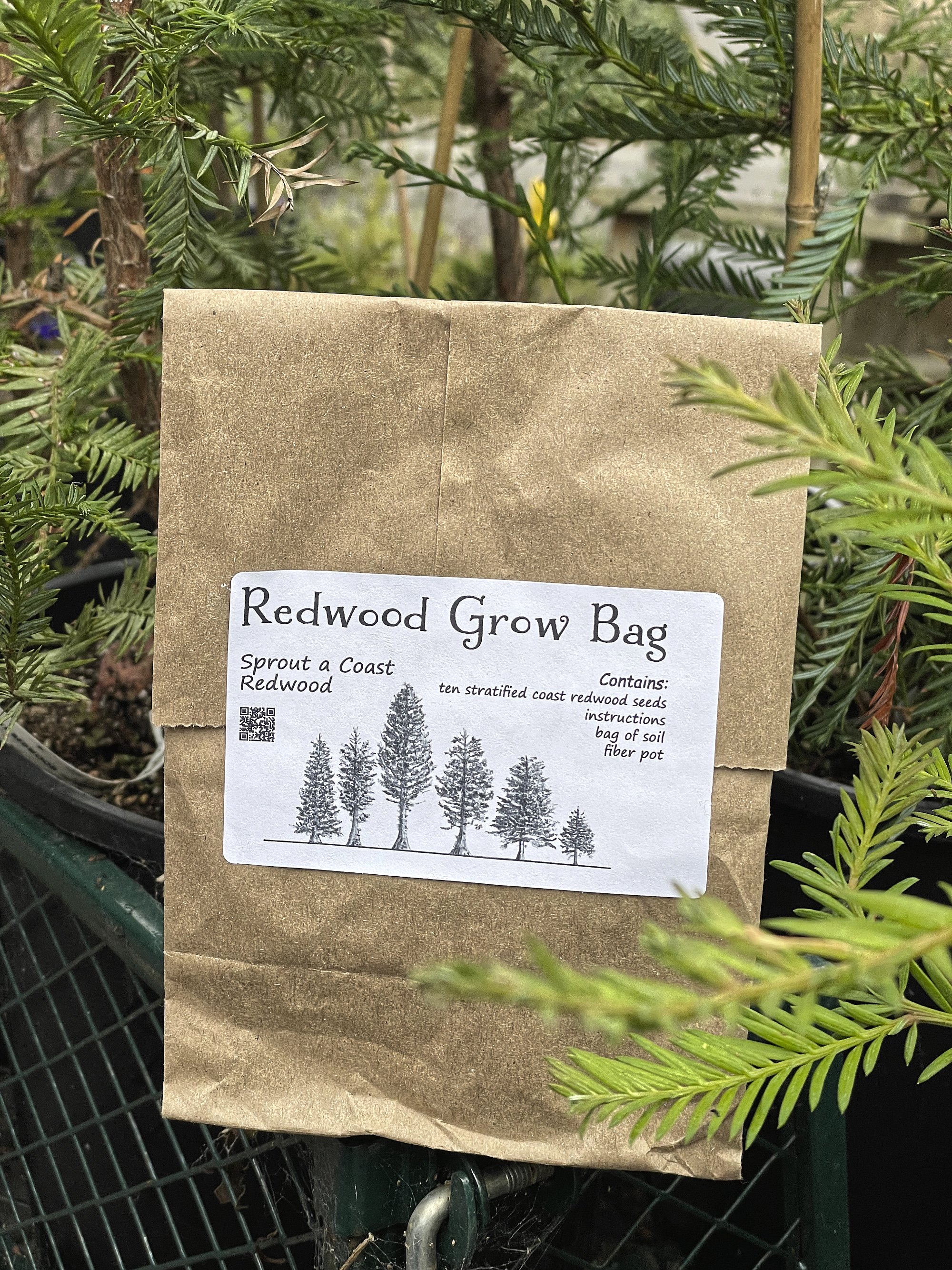 redwood grow bag_6017.jpg