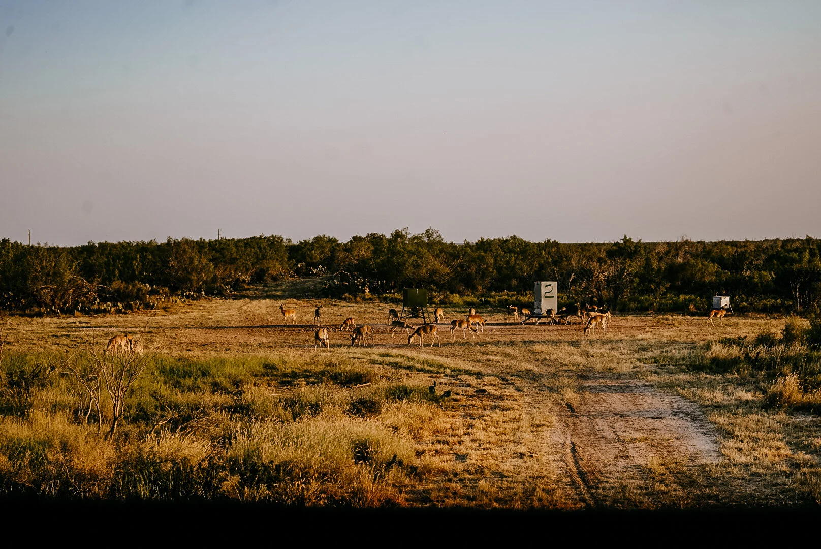 Whitetail, Hogs, Coyotes          - Oh My!