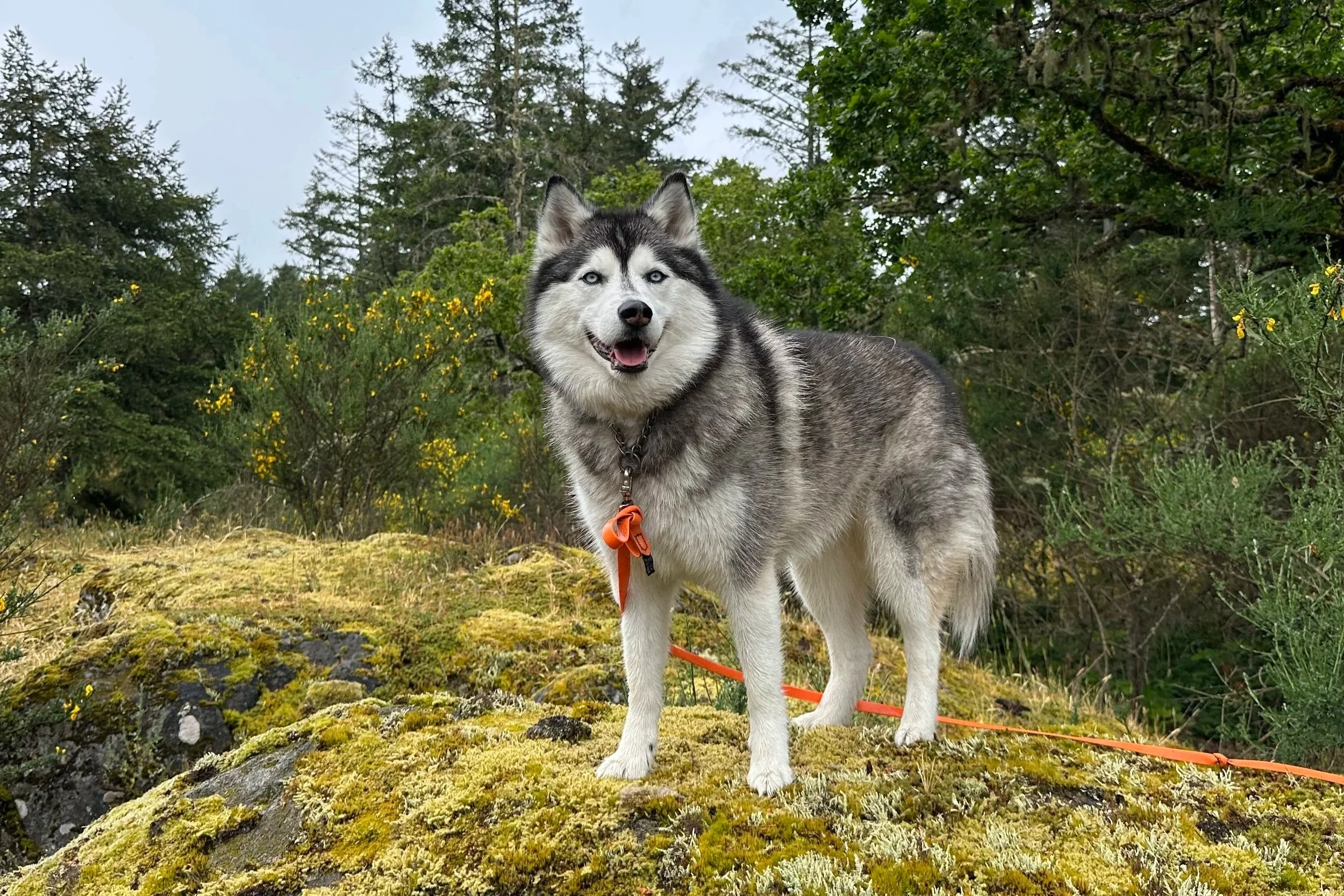 Pawsitive Connections Real-life skills 