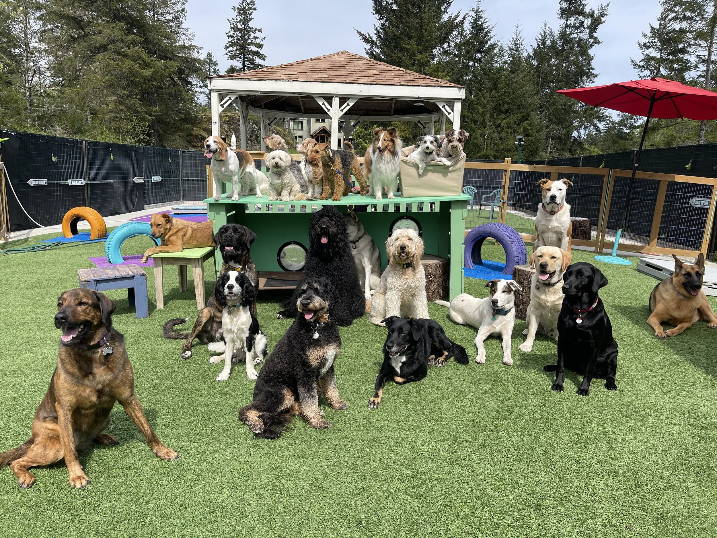 Are Dog Daycares A Good Idea